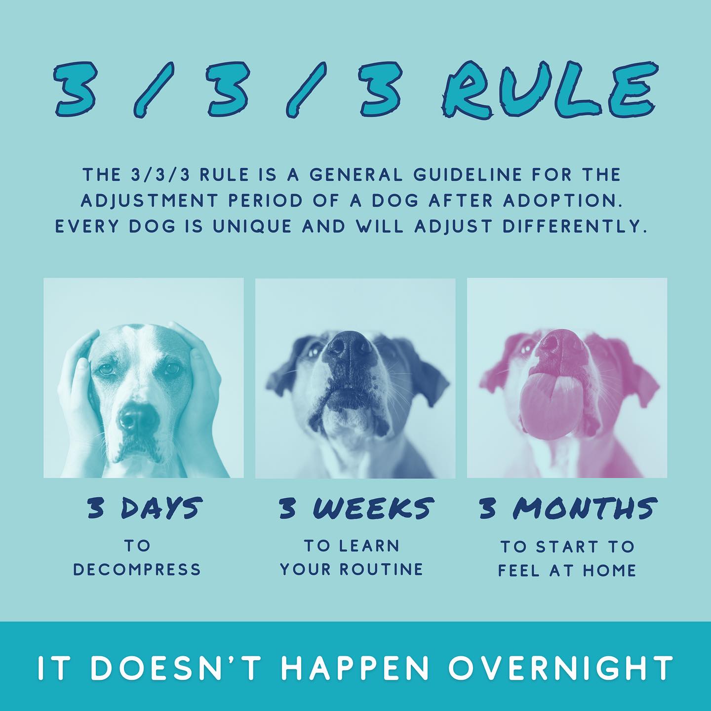 The 3/3/3 Rule is a general... - Oklahoma Humane Society | Facebook