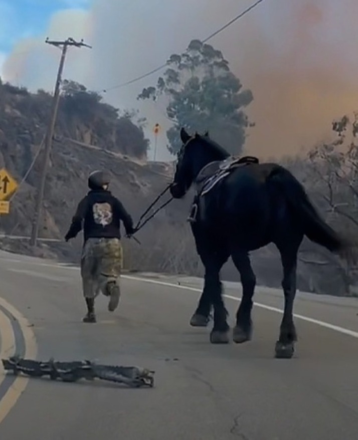 American - When wildfires swept through the canyons of Los Angeles ...