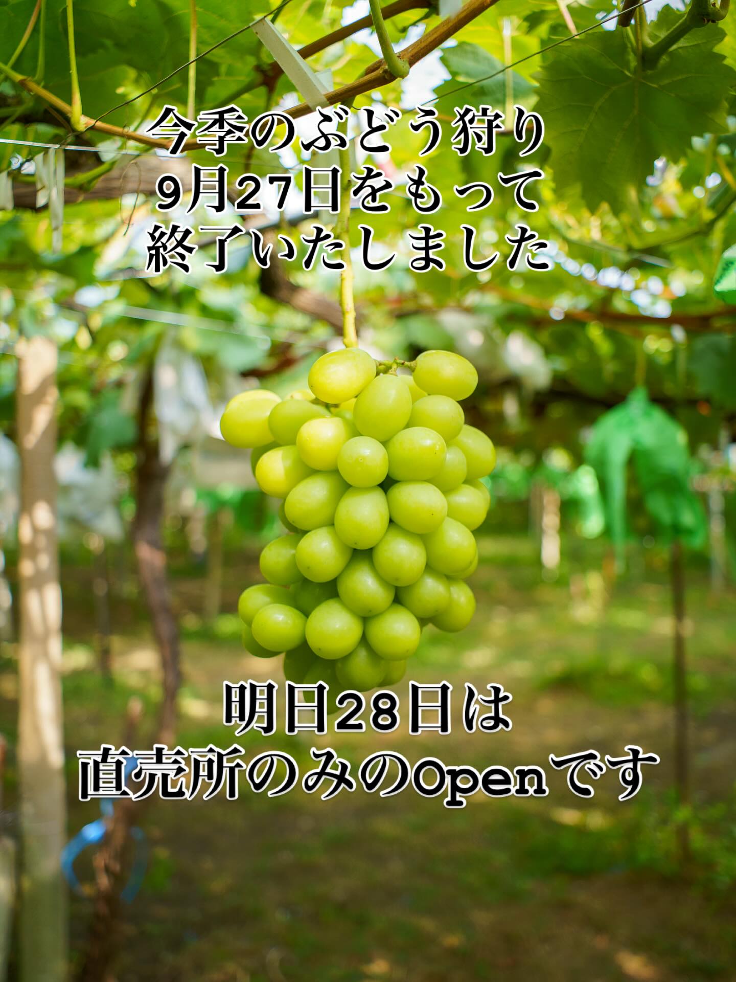 三木ぶどう園 | Tokushima-shi Tokushima