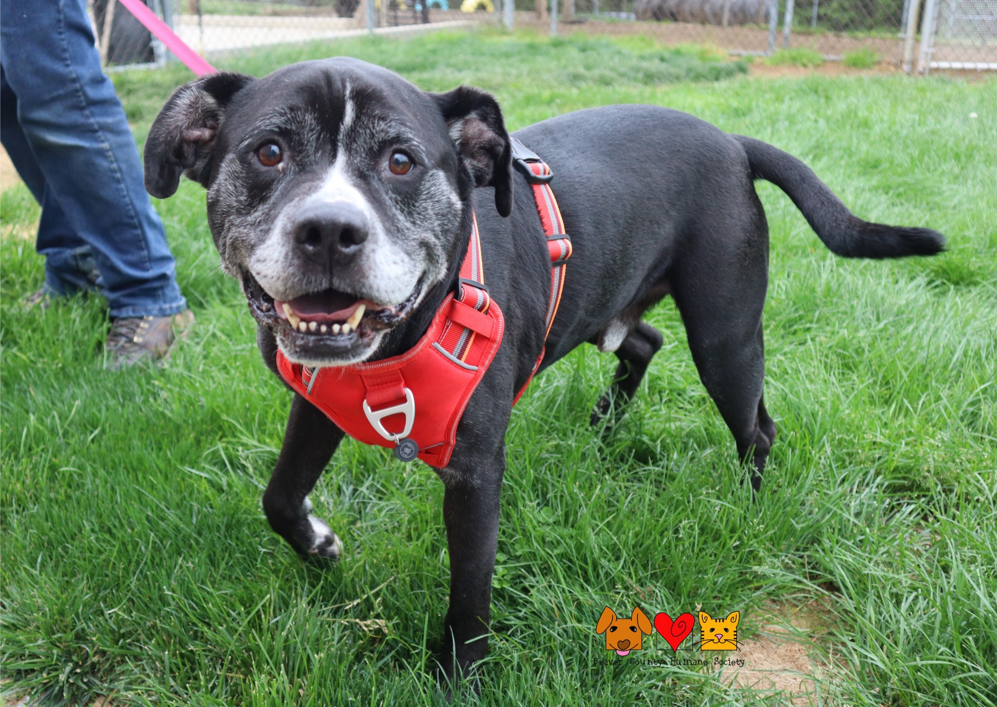 Meet Sam. This sweet old... - Beaver County Humane Society