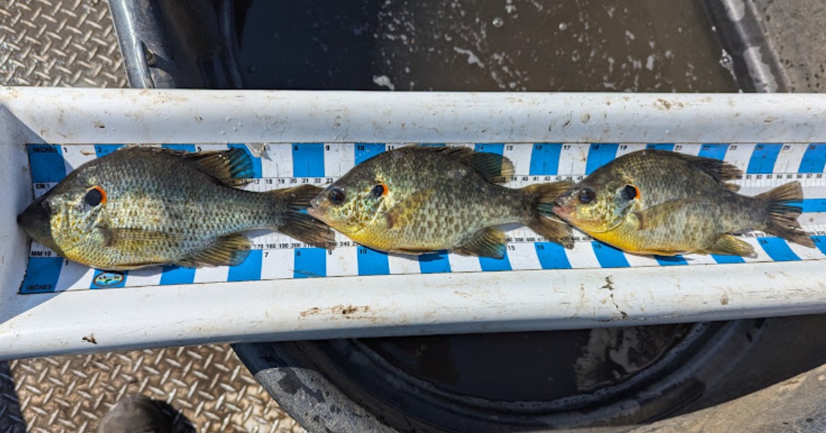 AGFC - Need help deciding what to fish for and where? How about trying ...