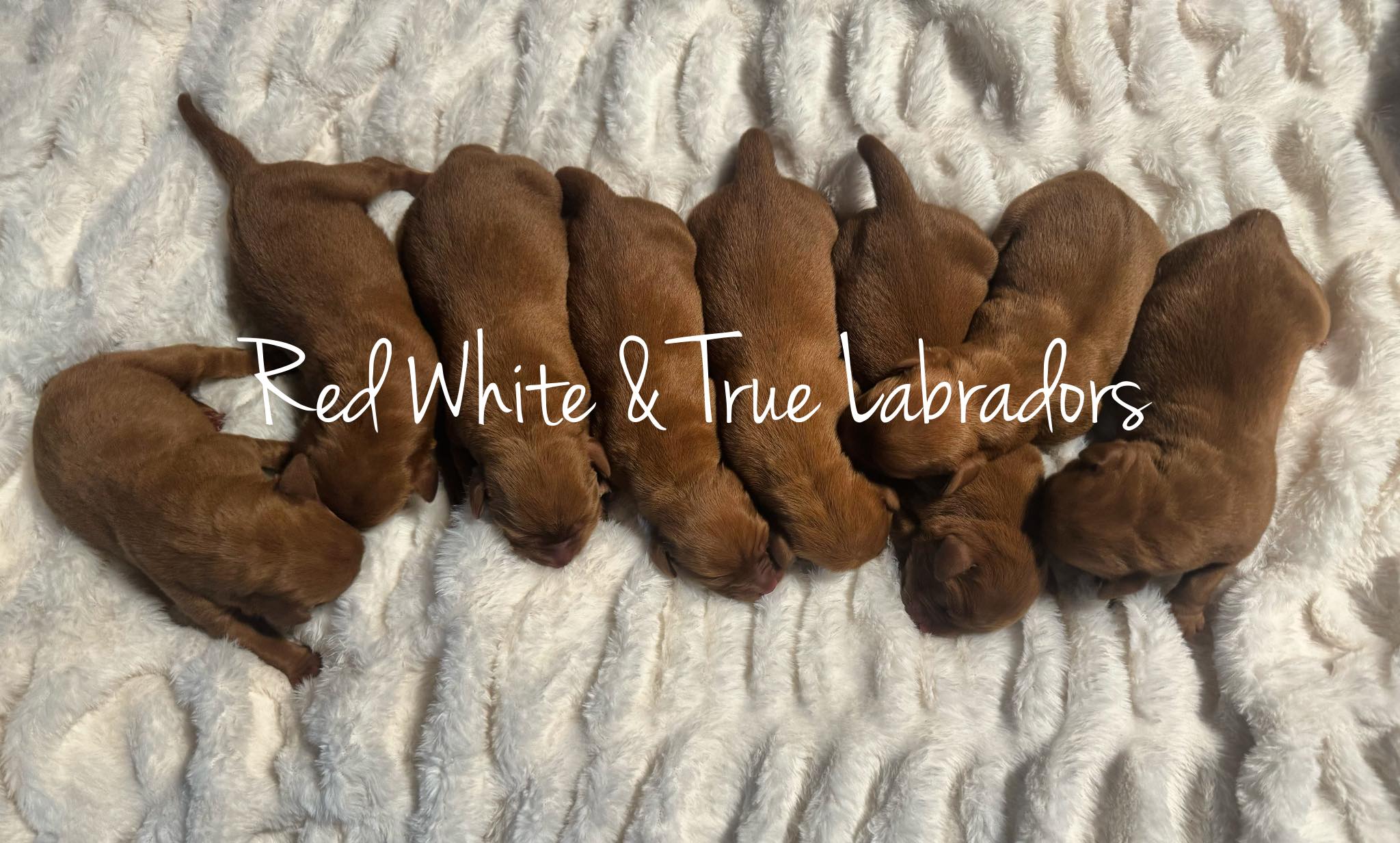 Red White & True Labradors | Ruth MS