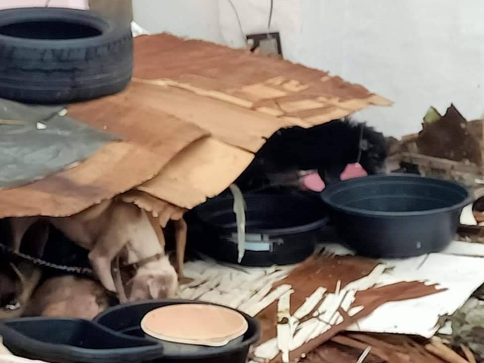 10 leashed and 4 free roaming dogs in 4th St. Kamuning, QC CATS - were ...