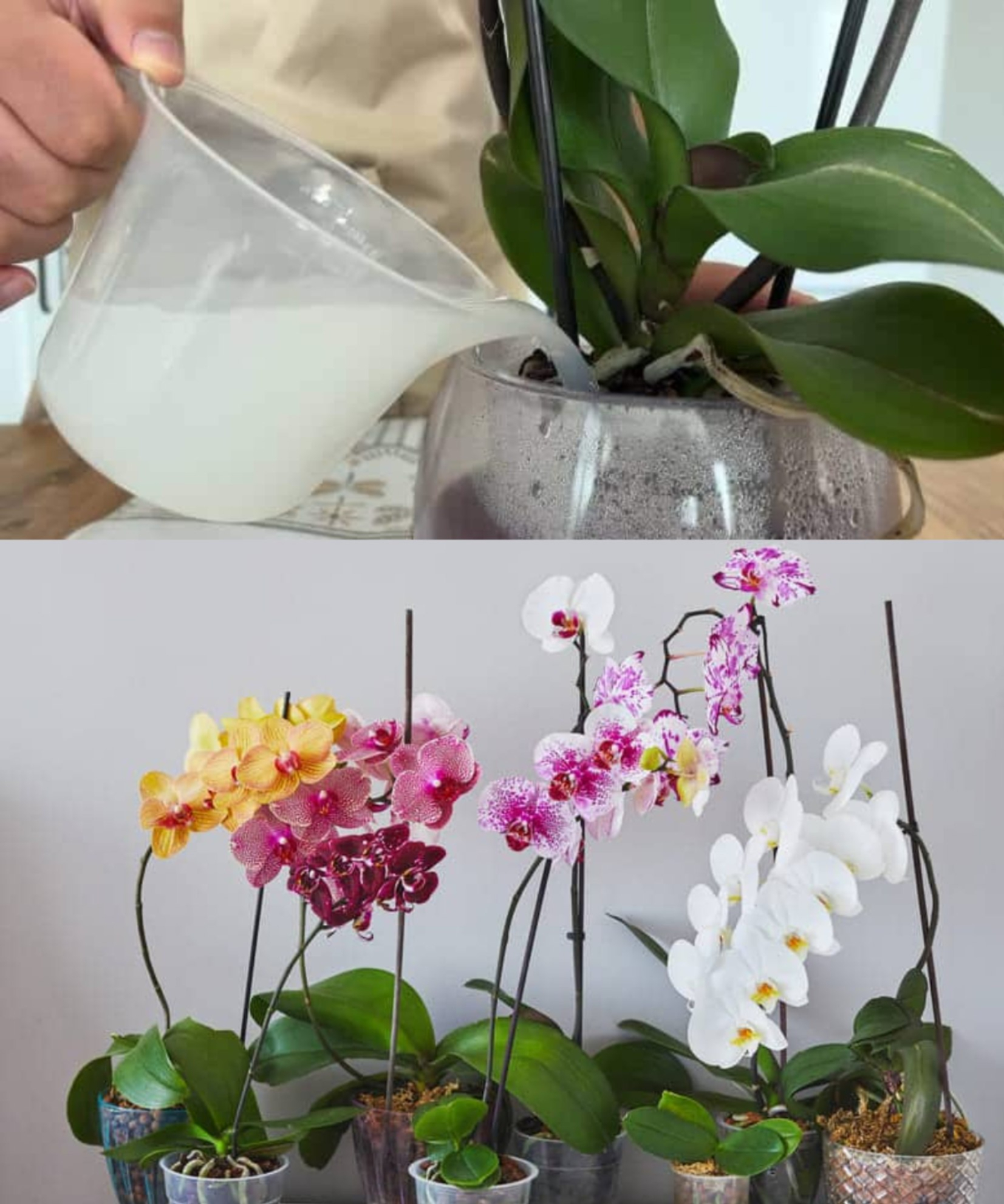 GROW-WIN Kit Rempotage Orchidées - 2 Pots 15cm + Substrat Sphaigne + Engrais Algues