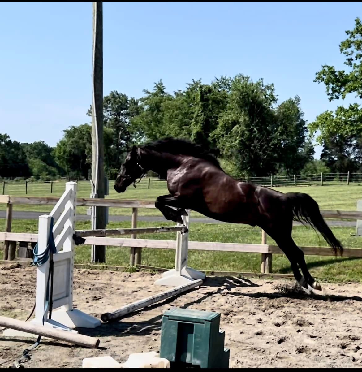 Casanova Z, a Zangersheide gelding with stunning movement