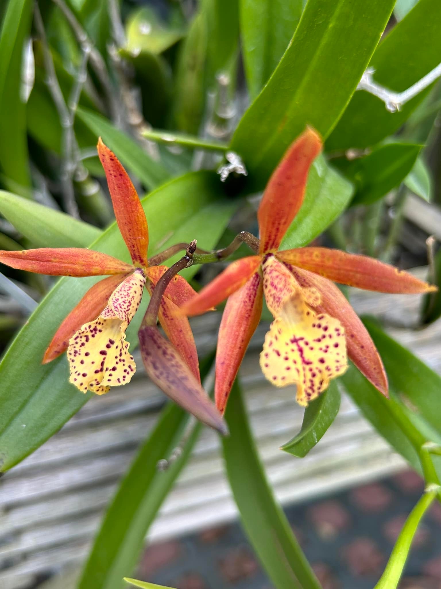 Procatavola Key lime Stars, Encyvola Jairak Canary 'Orange' in the