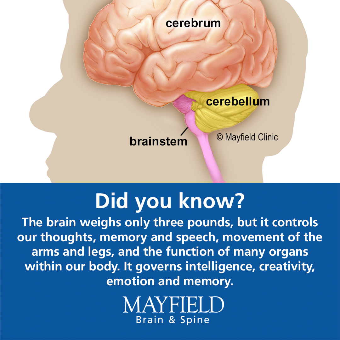The three main parts of the brain... - Mayfield Brain & Spine | Facebook