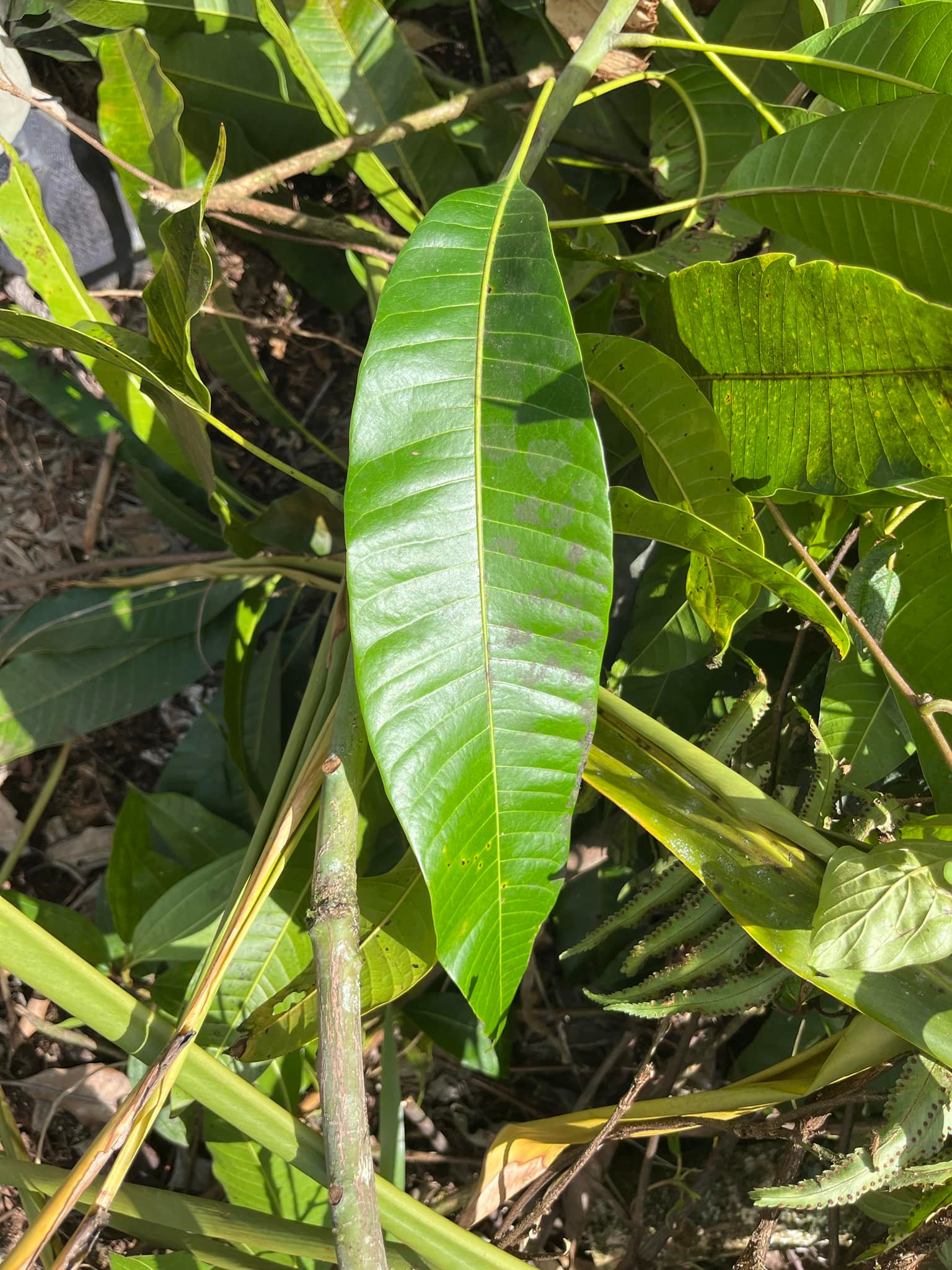 What variety of mango tree is this in Big Island, Hawaii?