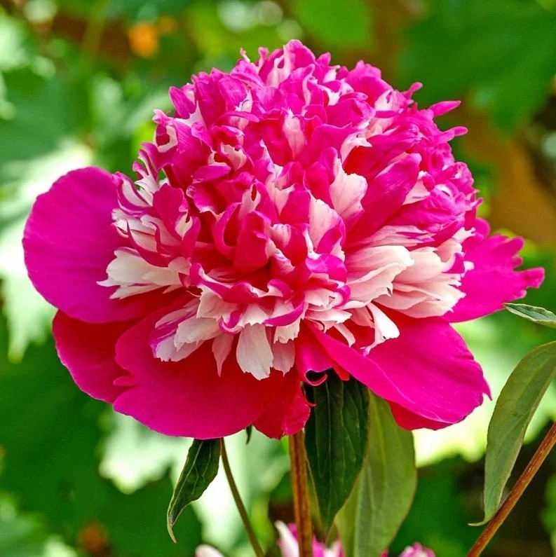 Dragonfly - Celebrity is a new peony for us and is a good choice for ...