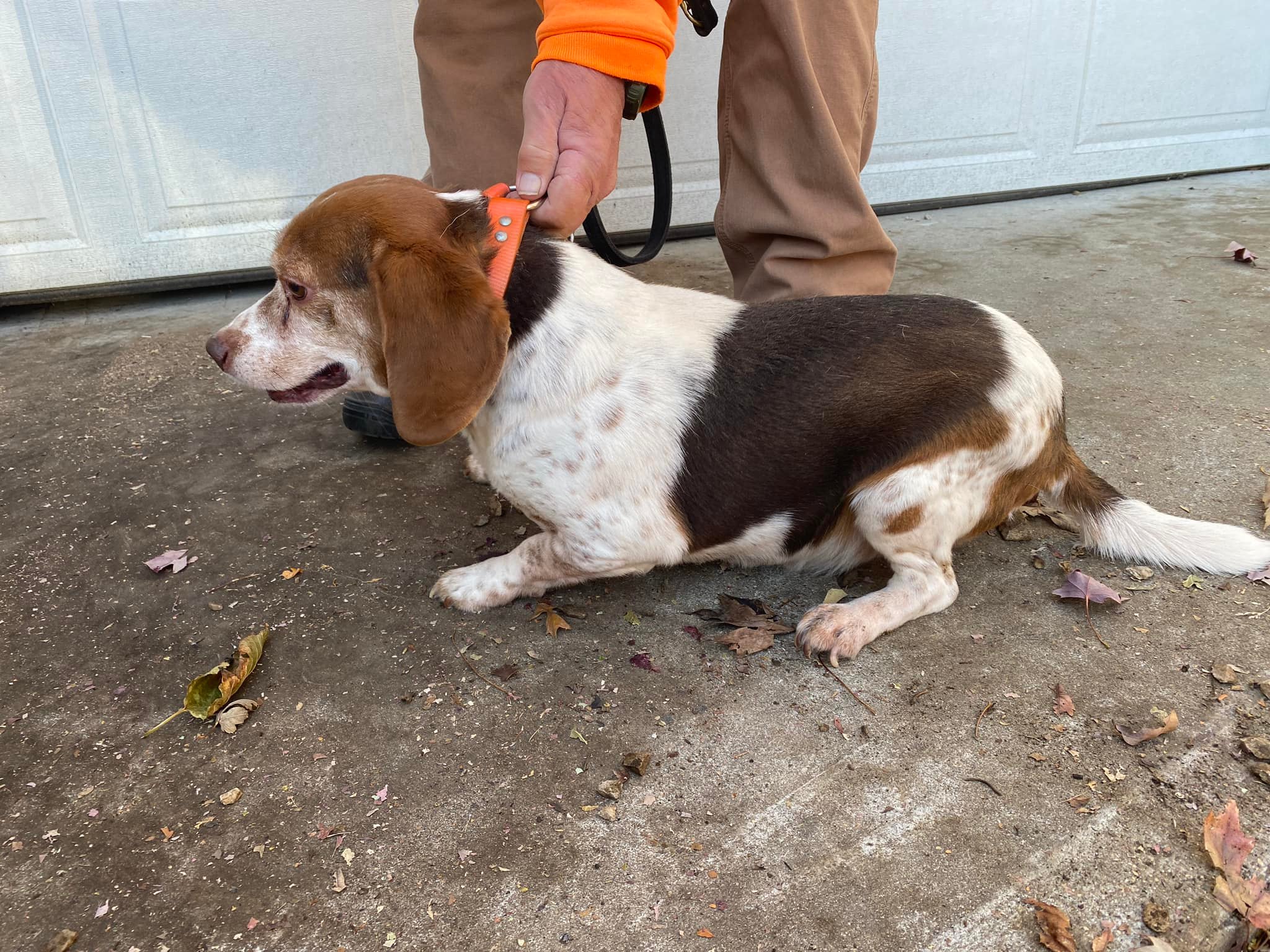 McCormick’s - 5 years old / rabbit dog | Facebook