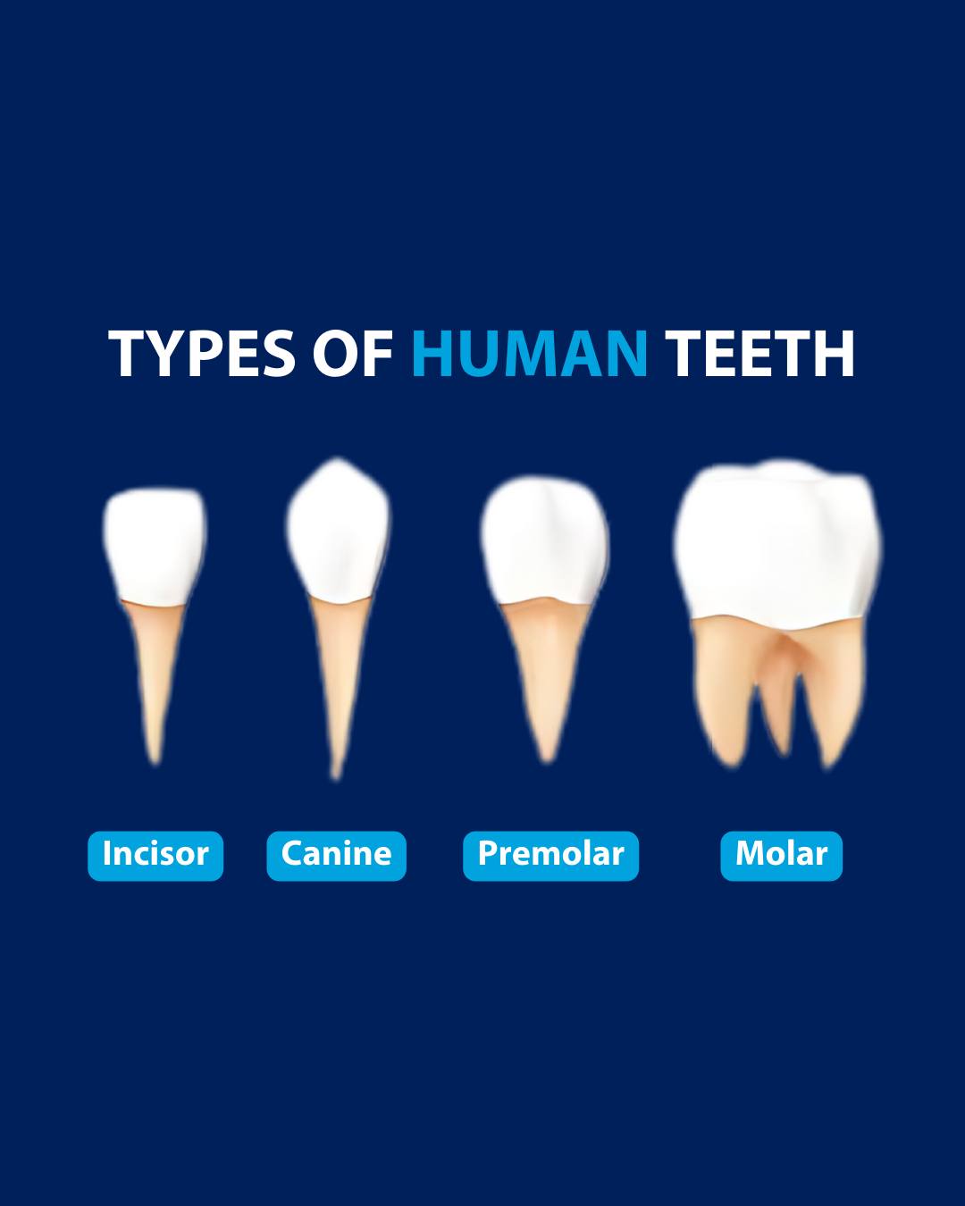 🦷 Know Your Teeth: A Quick Guide!... - Taunton Village Dental | Facebook