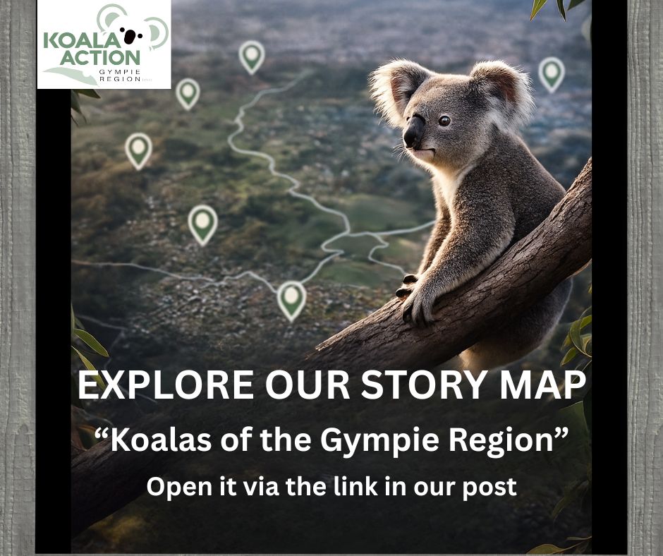 Koala - 🐨💚 Have you explored our “Koalas of the Gympie Region” Story ...