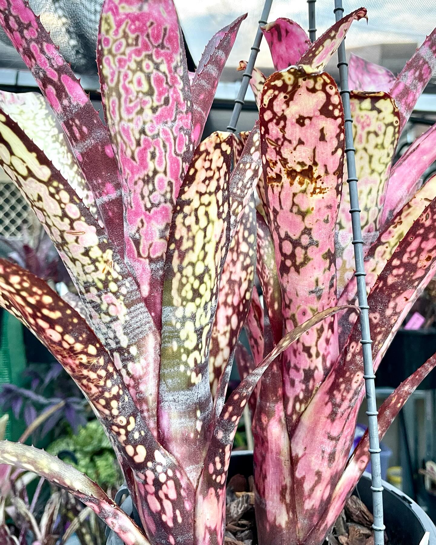 Billbergia Talbot Cherry Maple bromeliad plant