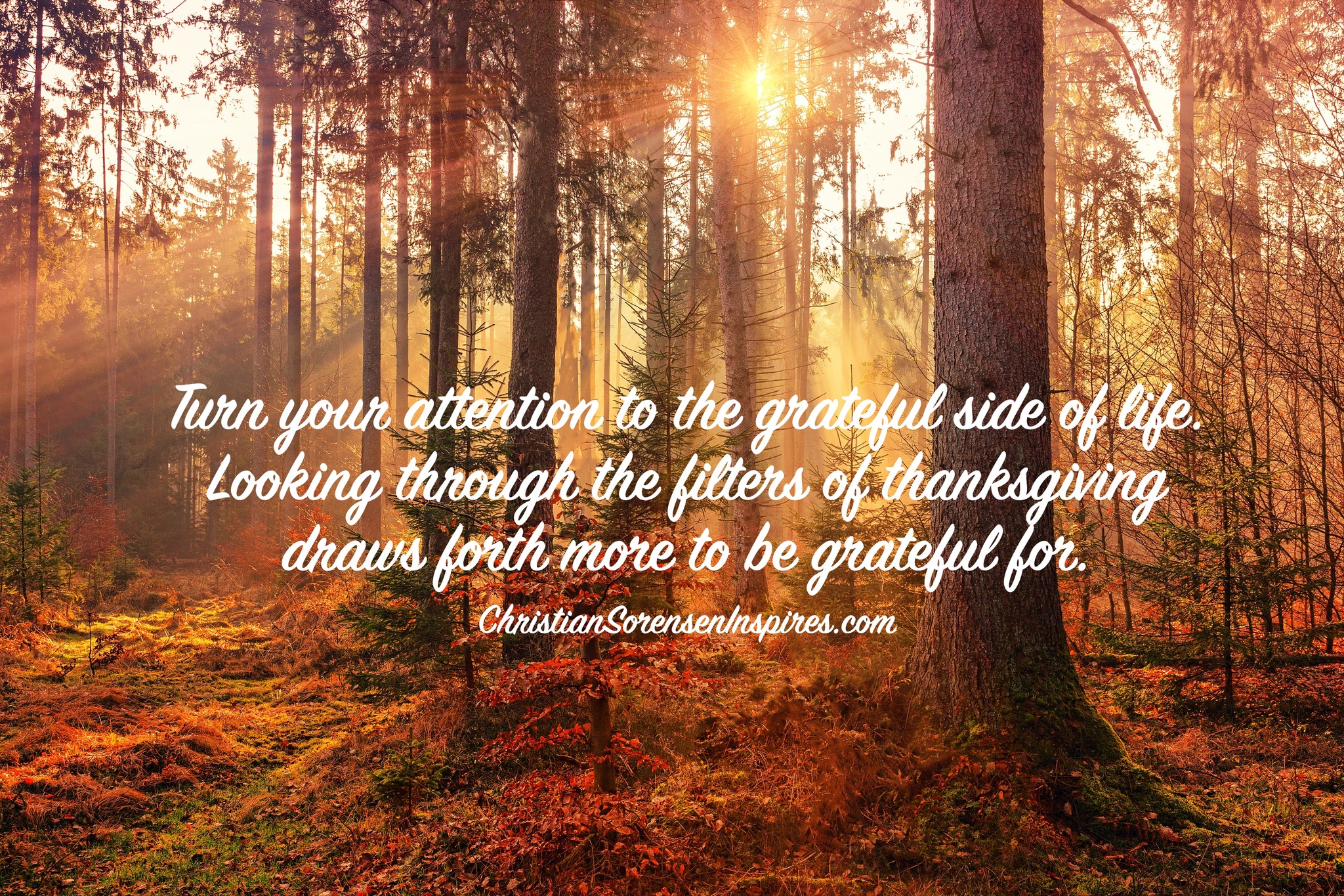 Trees, trees, glorious trees. I love them. They anchor me. Rising up ...