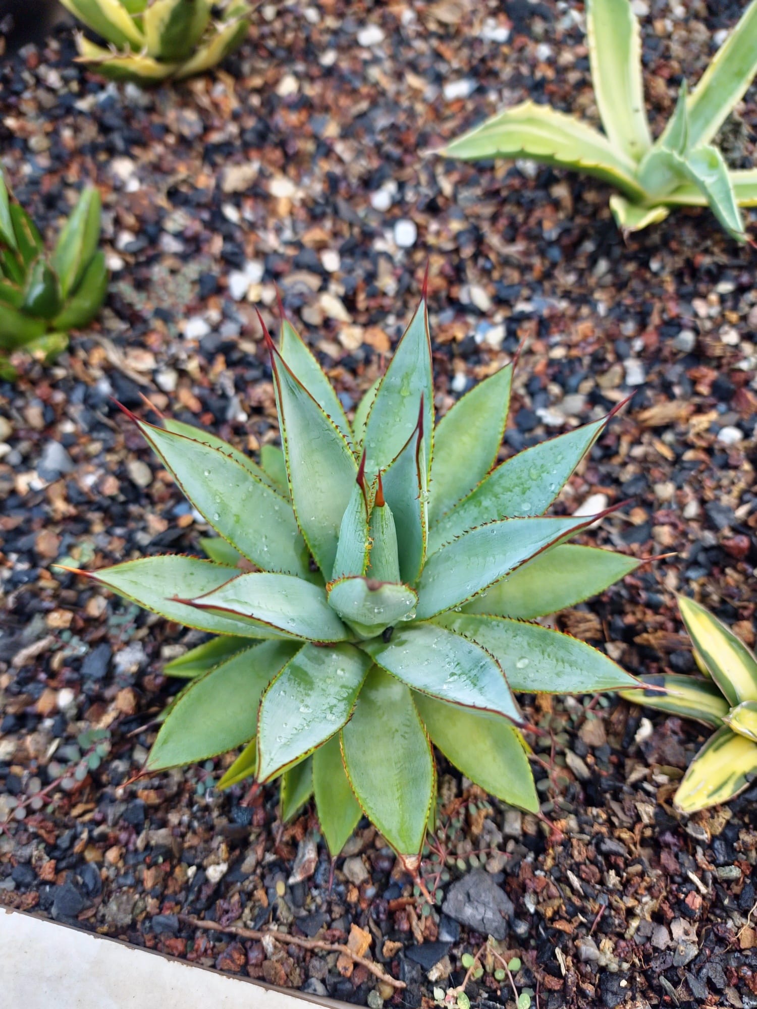 Agave Macroacantha variegated