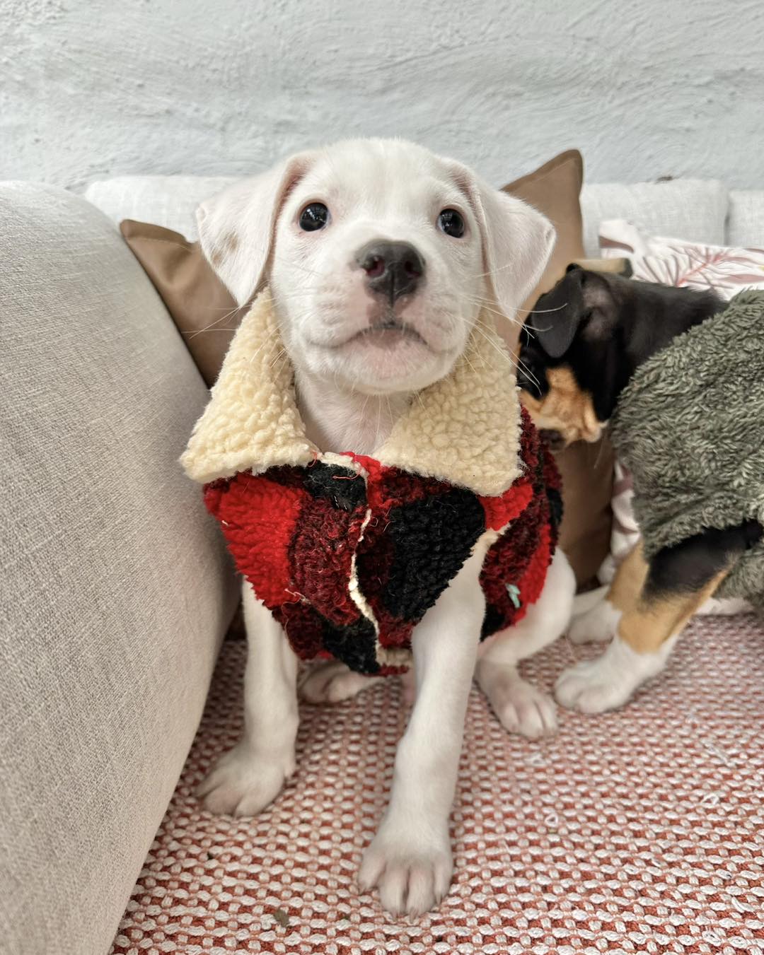 Introducing your AW ‘24... - Starting Over Dog Rescue