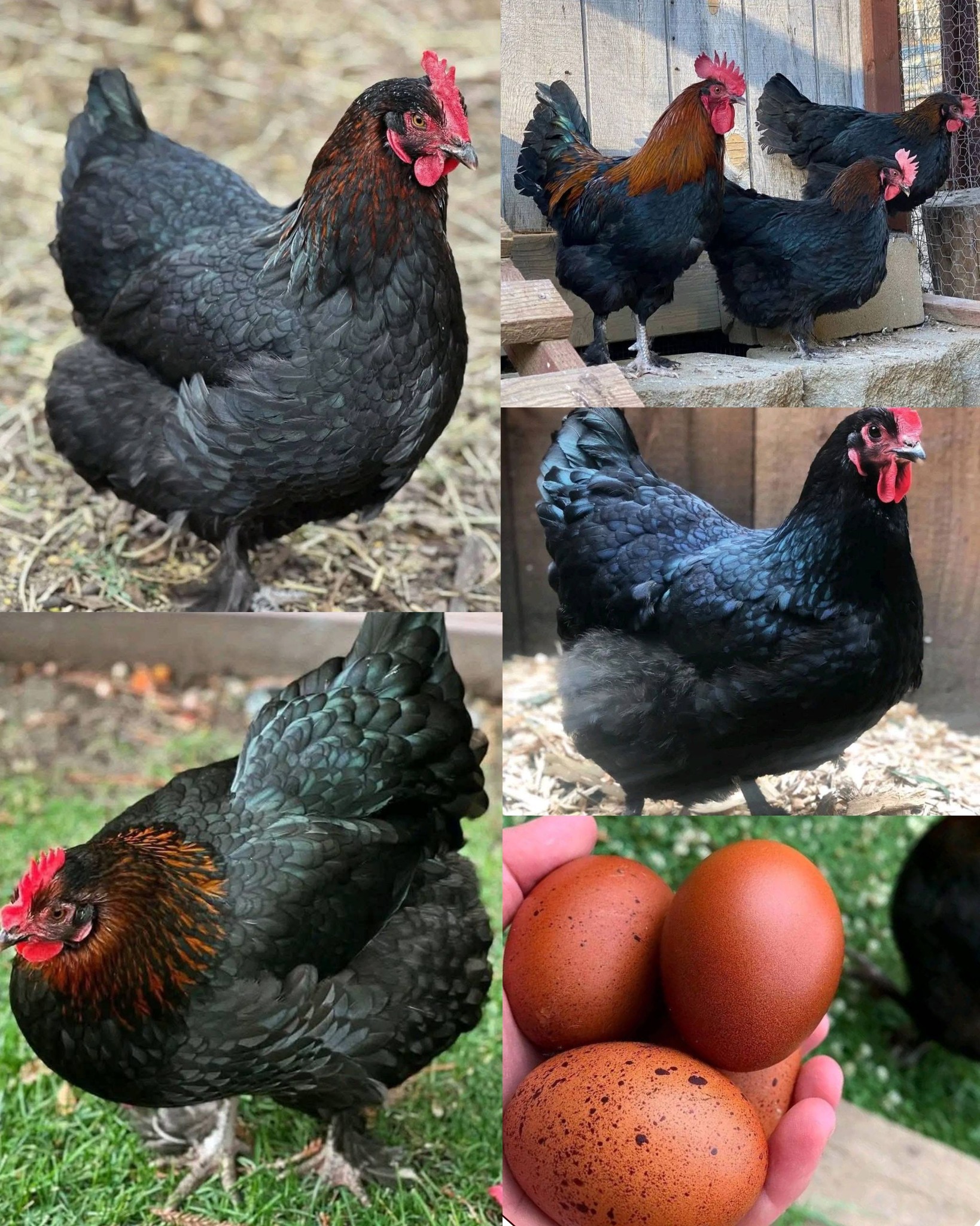 Looking for French black copper marans good egg color