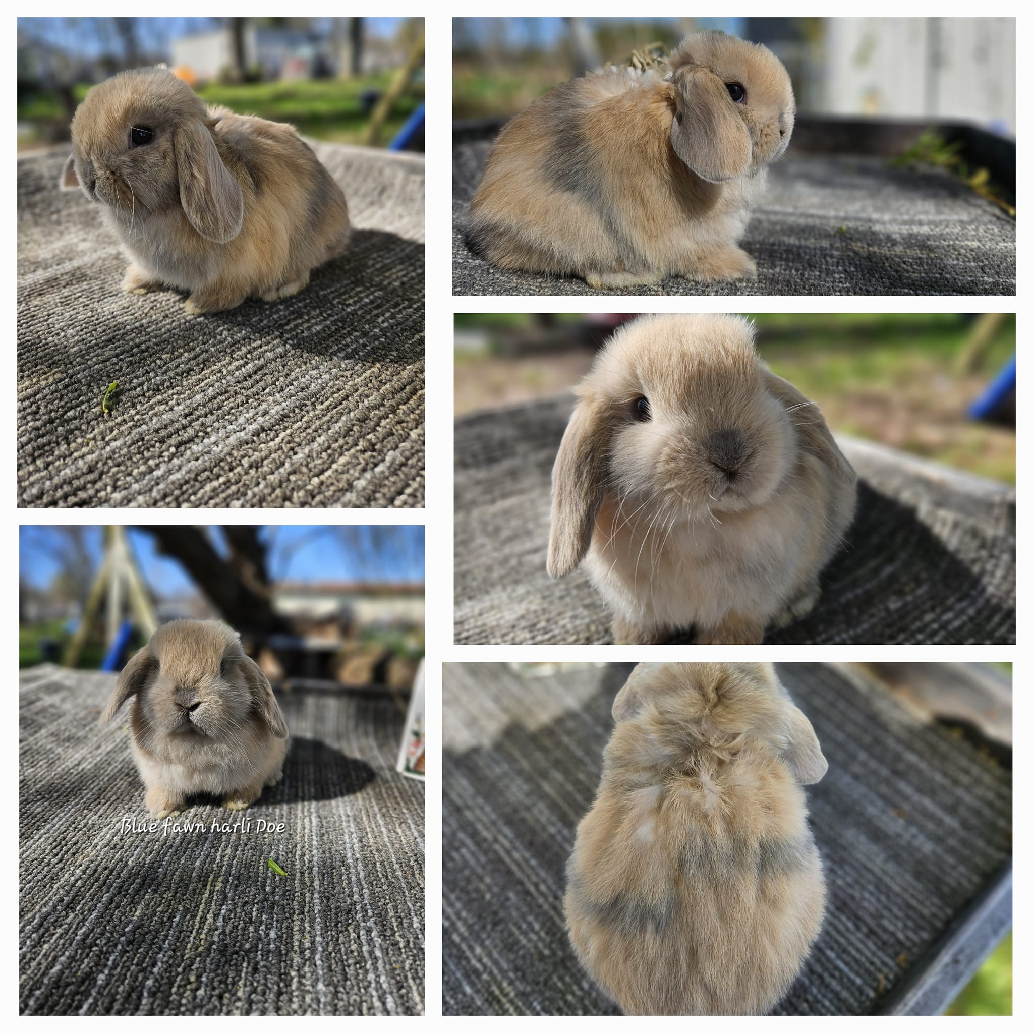 Beautiful Mess Bunny Barn... - Beautiful Mess Bunny Barn