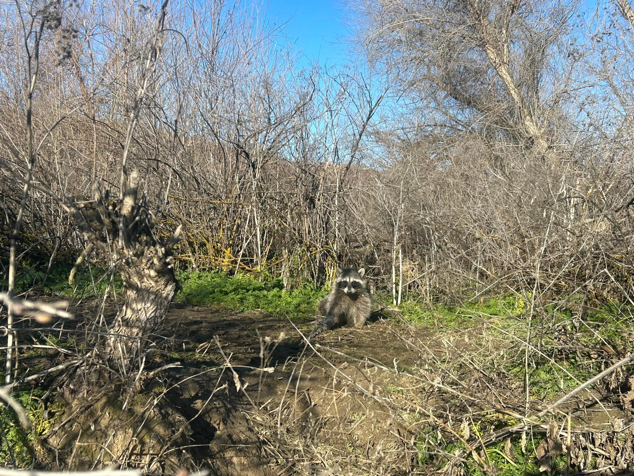 Apex Predator Control