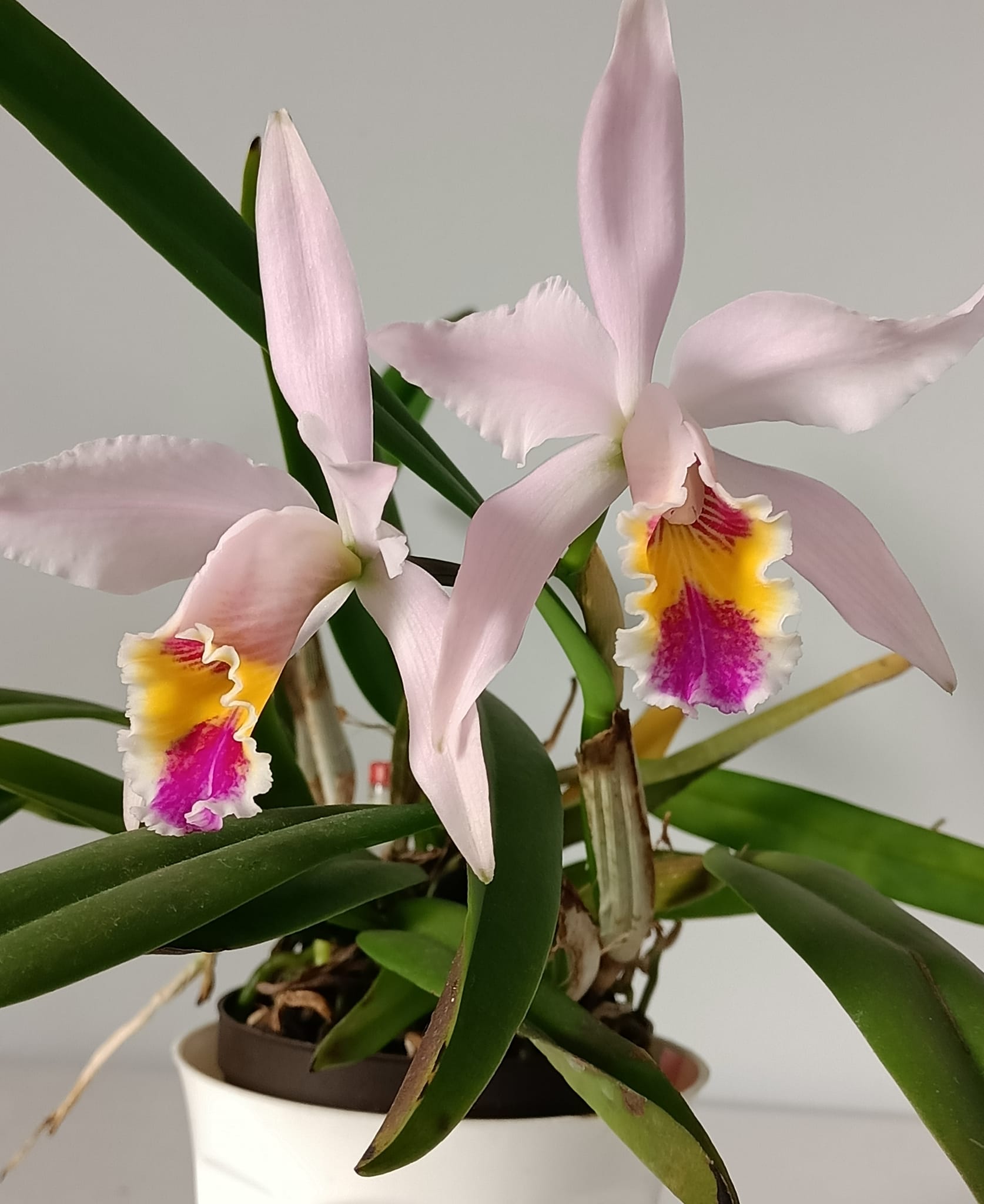 I bought this cattleya as Rlc Chia Lin x B. digbyana. I think it