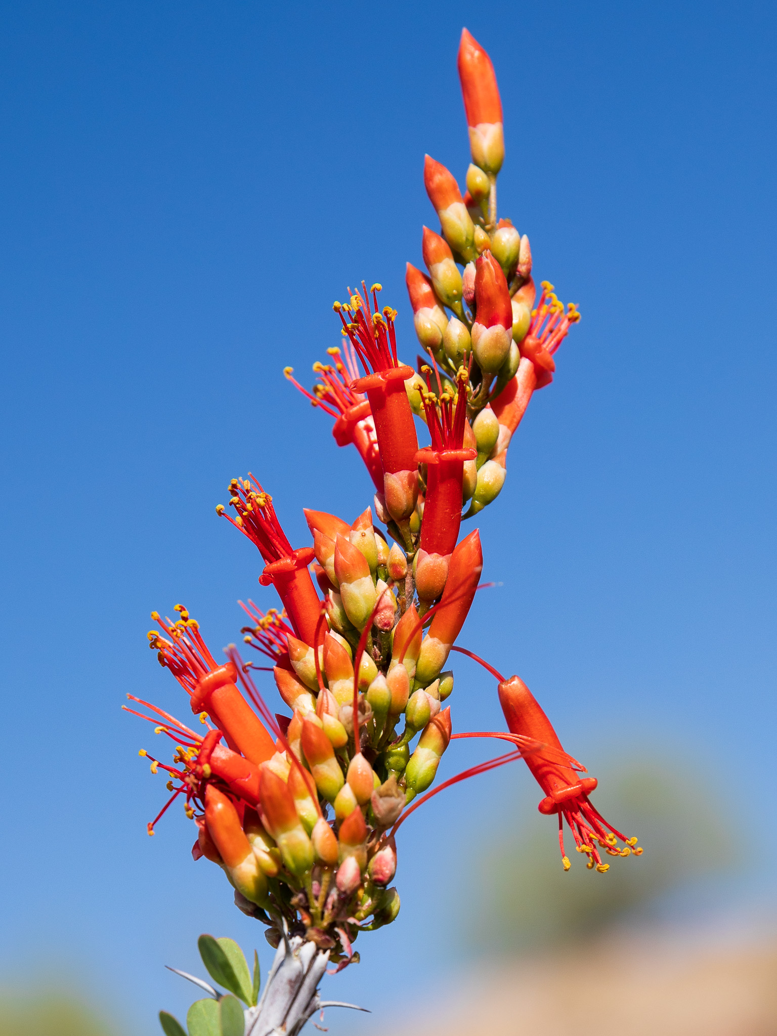 15 Seeds Ocotillo Fouquieria splendens Candlewood Jacob's Staff Vine