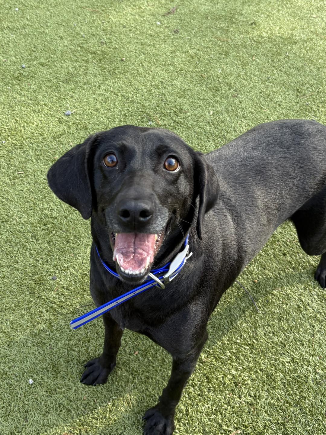 🐾Meet Licorice!🐾 Licorice is a 5 year old female Labrador Retriever mix ...