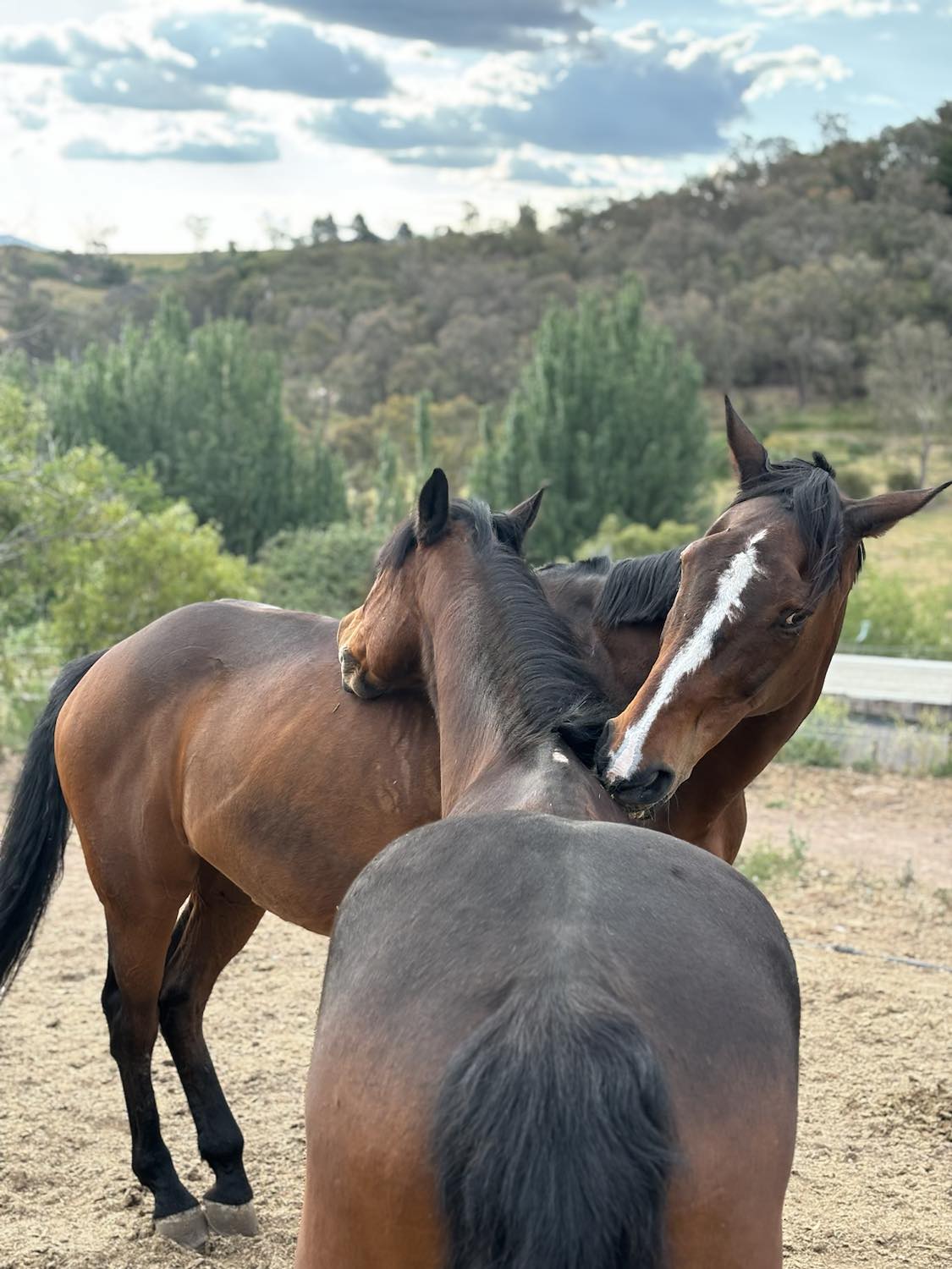 You scratch my back and I'll... - Forest Park Riding School
