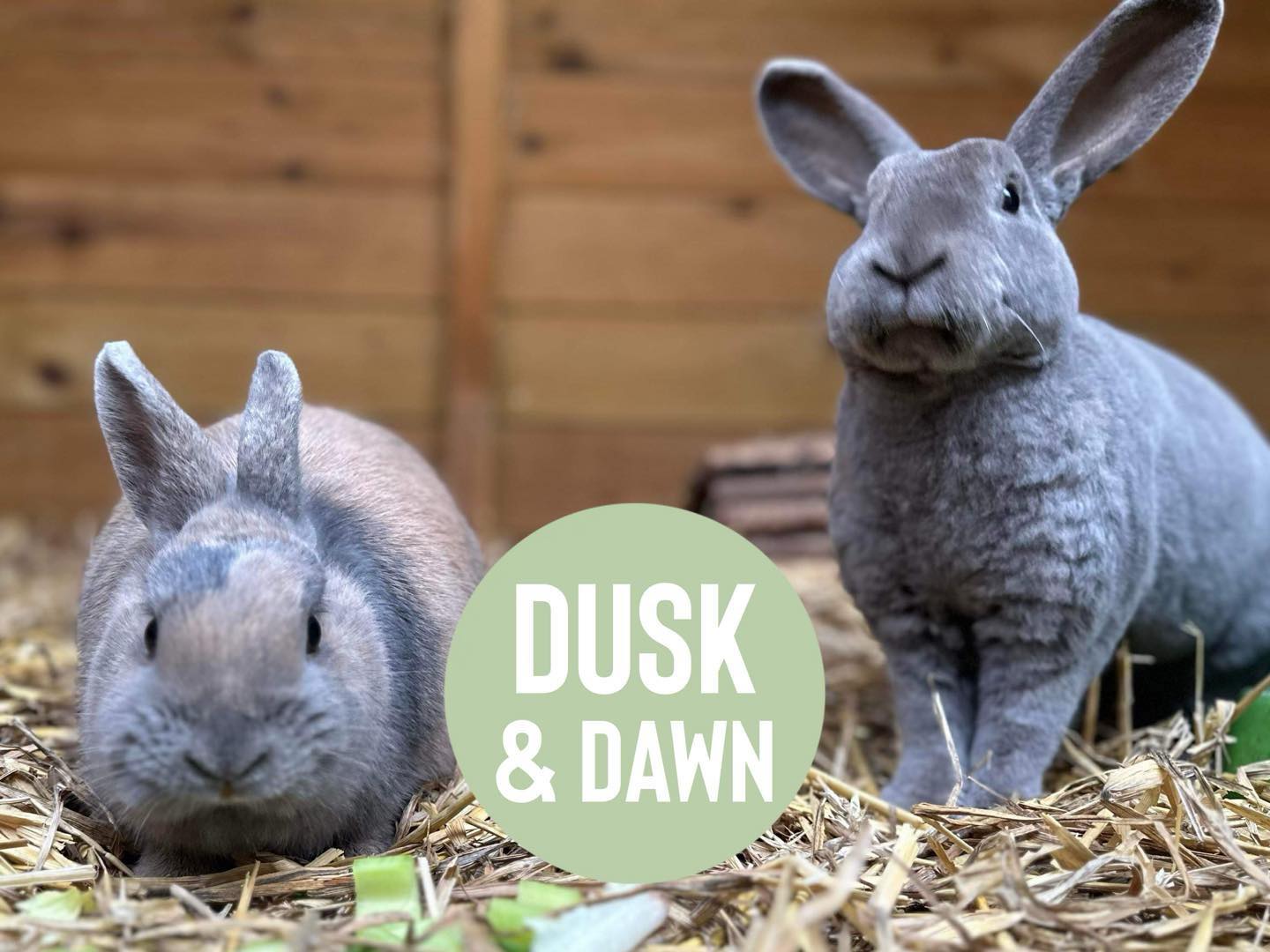 ‼️🐰IMPORTANT UPDATE🐰‼️ Rabbit... - Jackson's Animal Rescue