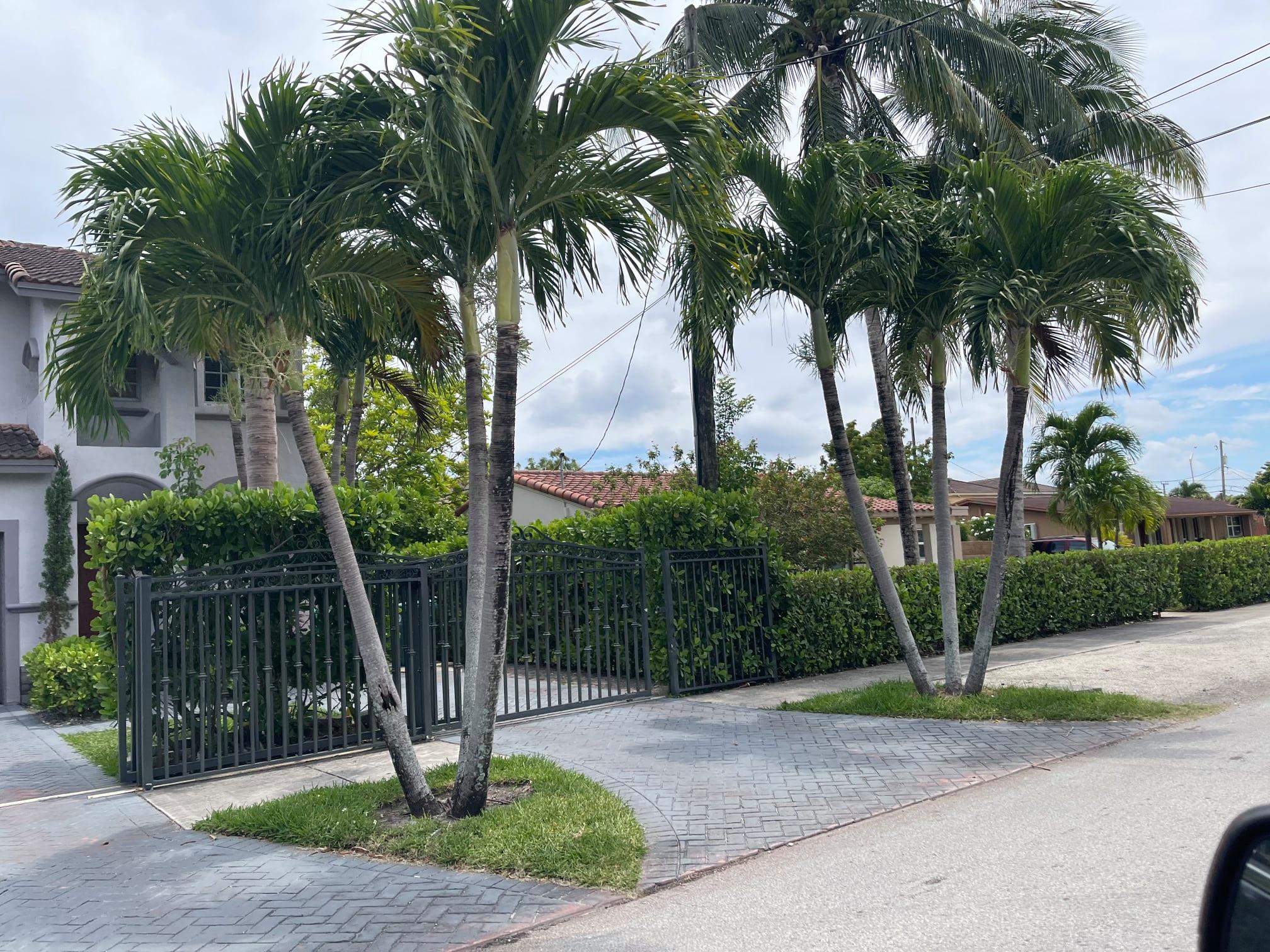 Miami Tree Trim | Miami FL