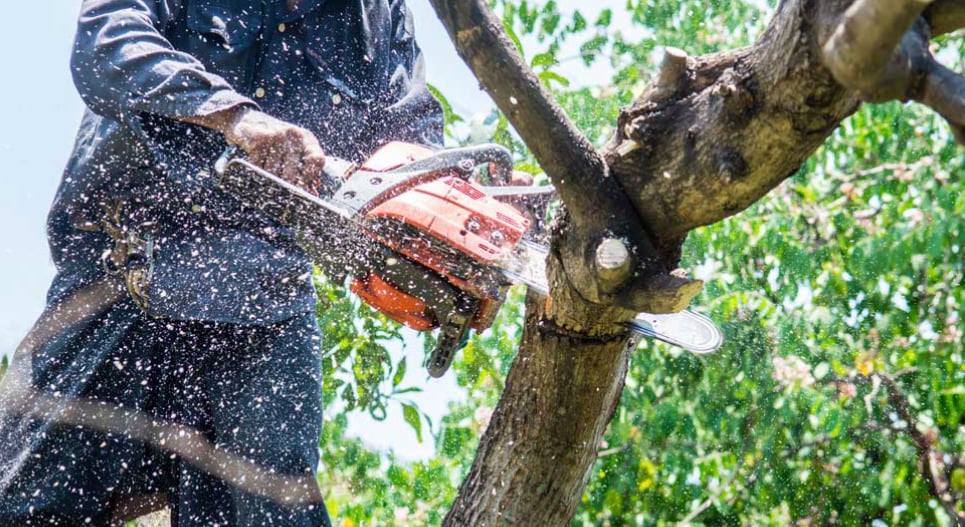 Miami Tree Trim | Miami FL