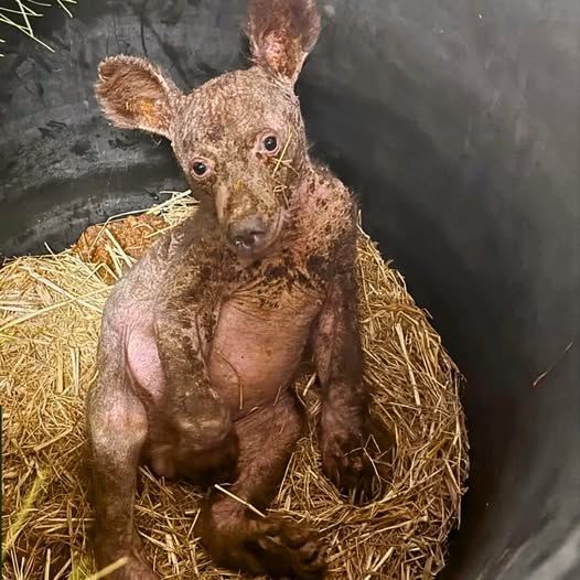 Wildlife - Caretakers shocked to see orphaned Bear cub in a Fragile ...