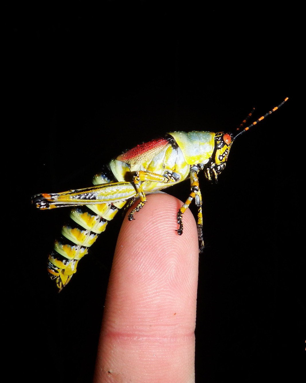 American - Would you put the words “elegant” and “grasshopper” together ...