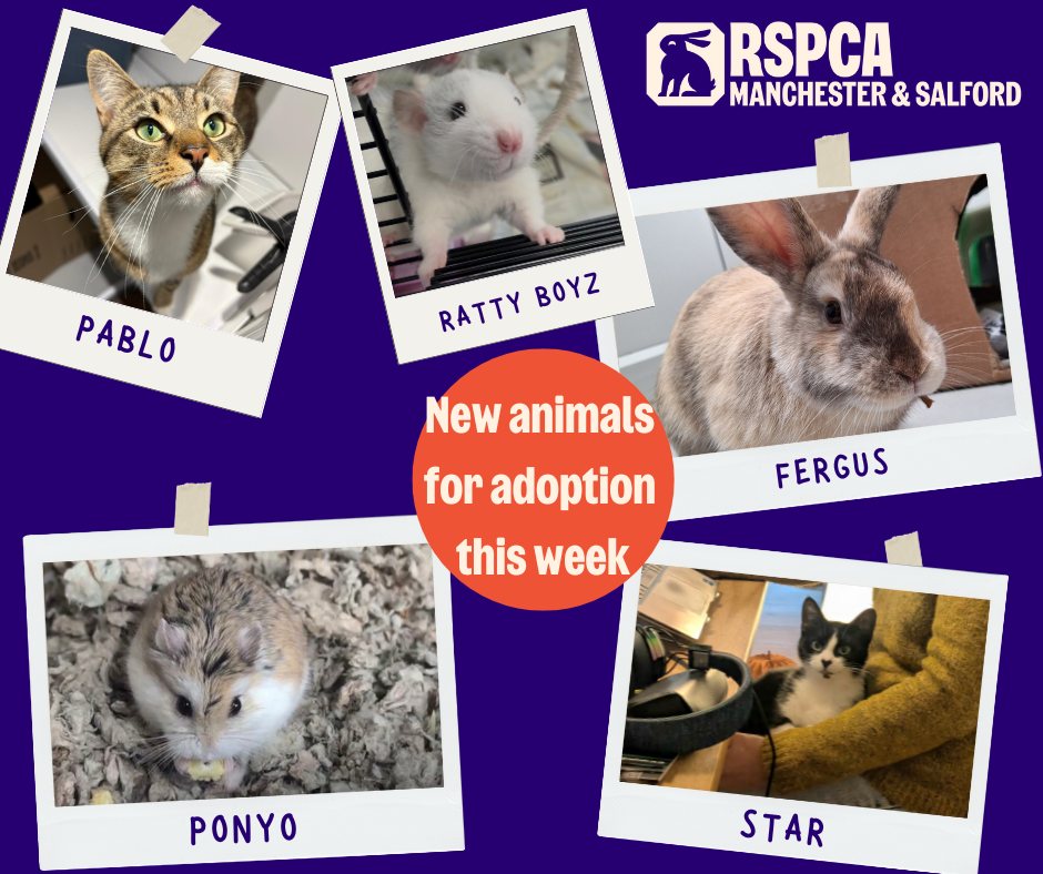 RSPCA - Newbies on the website this week! 💥🐱🐭🐰🐹 Where did they come ...