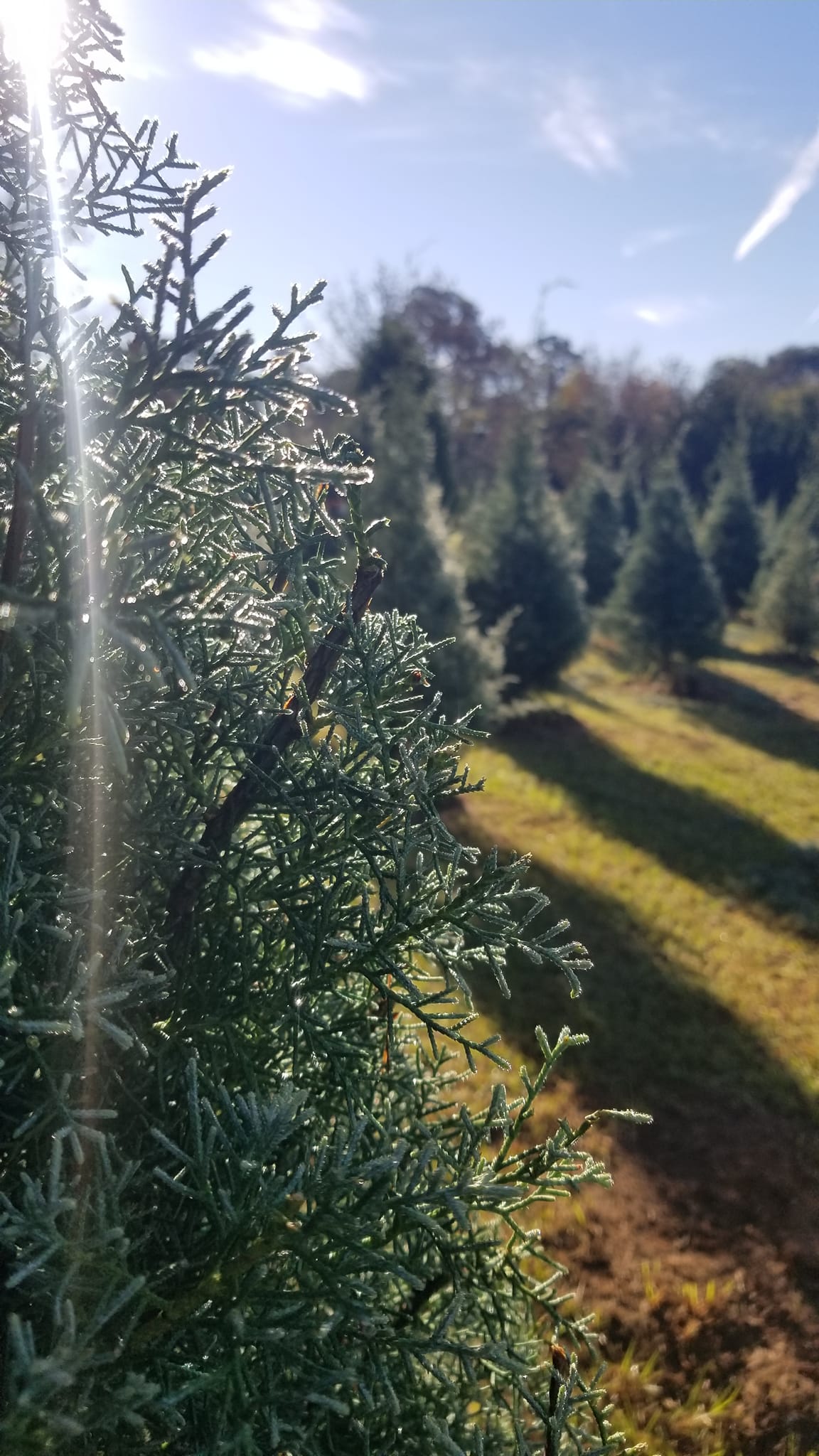 Bavarian Christmas Tree Farm | Tallahassee FL