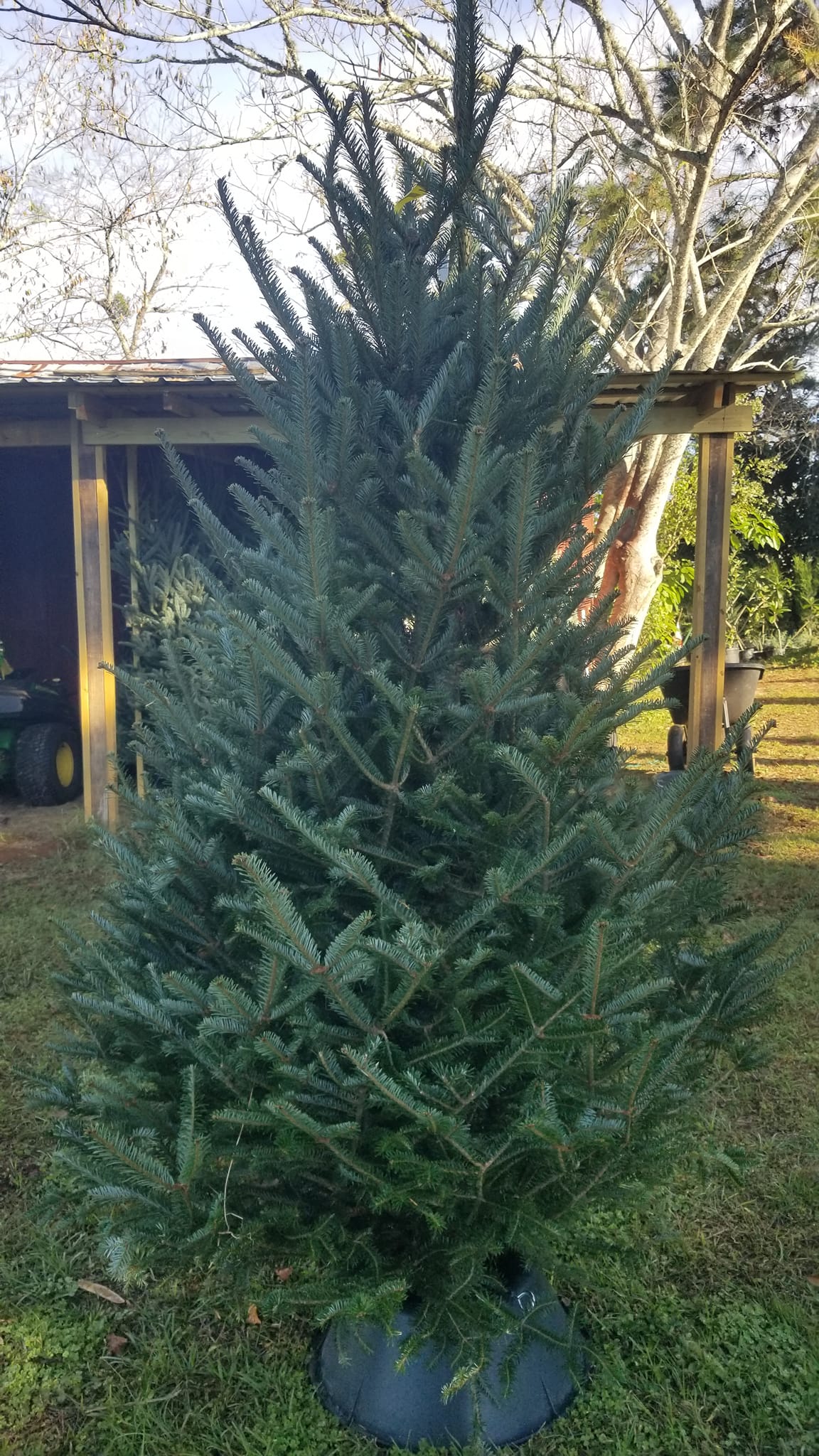 Bavarian Christmas Tree Farm | Tallahassee FL