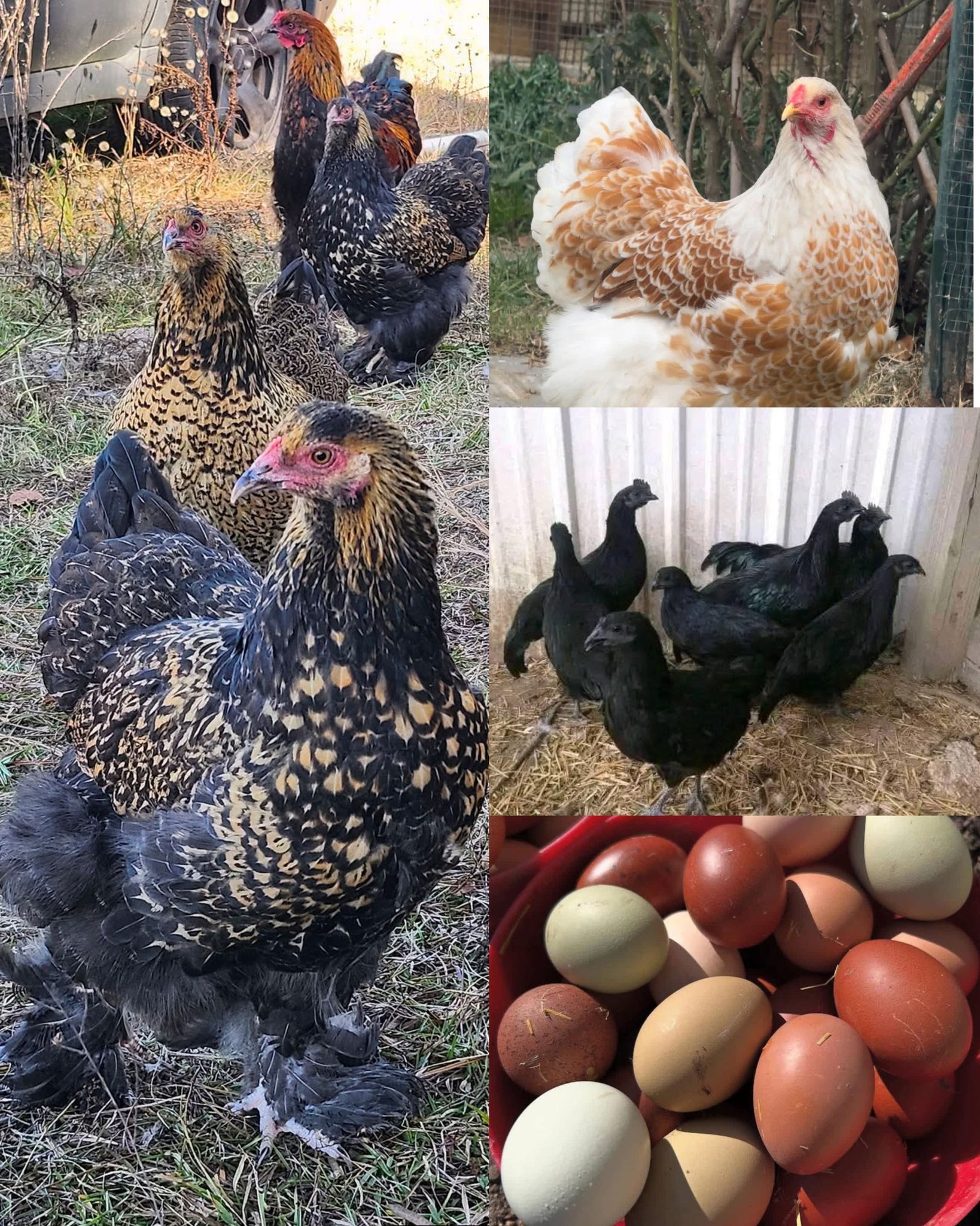 Farming - CHICKEN GROWTH STAGES 🐣 ️🐔 Every chicken passes through clear ...