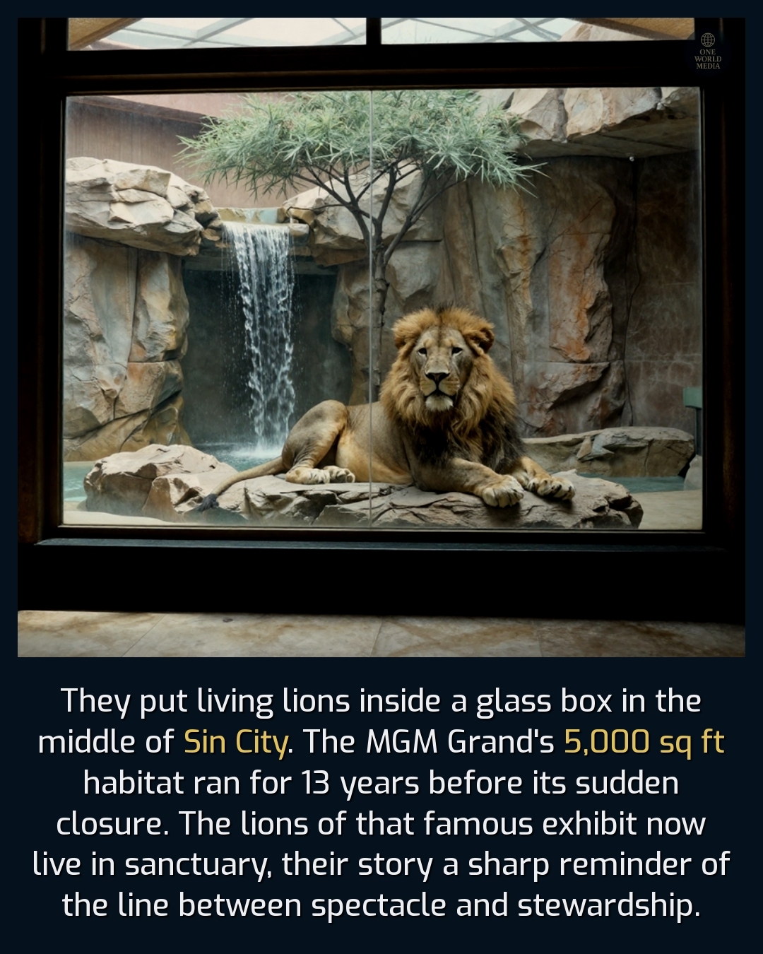 I love when the MGM Grand had the lions!