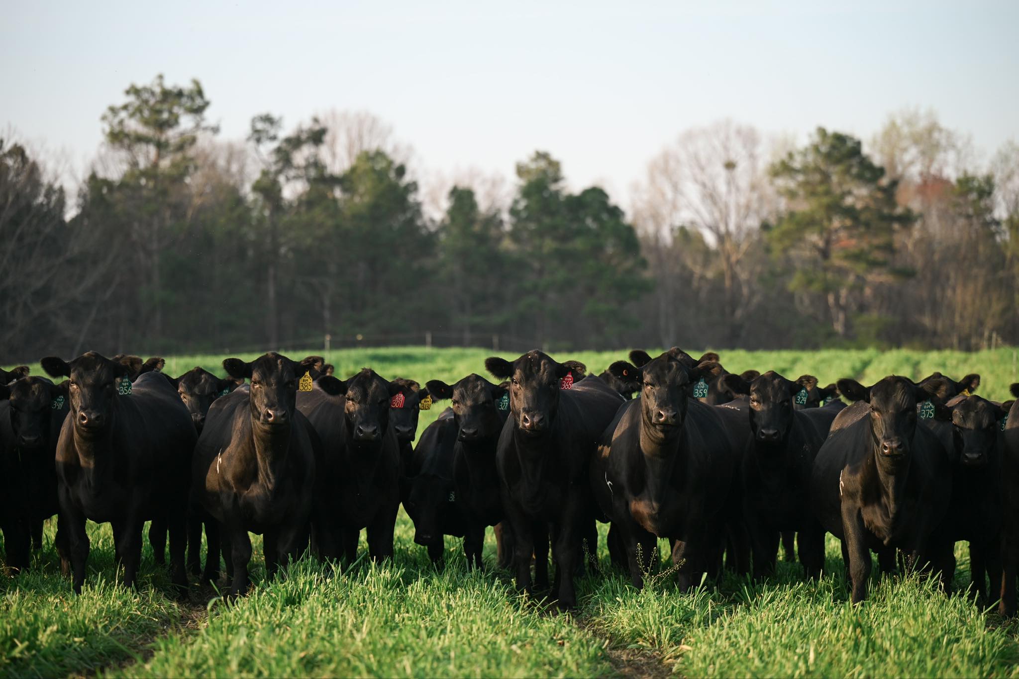 Partisover Ranch - We work all day for the cows, so we can enjoy them ...