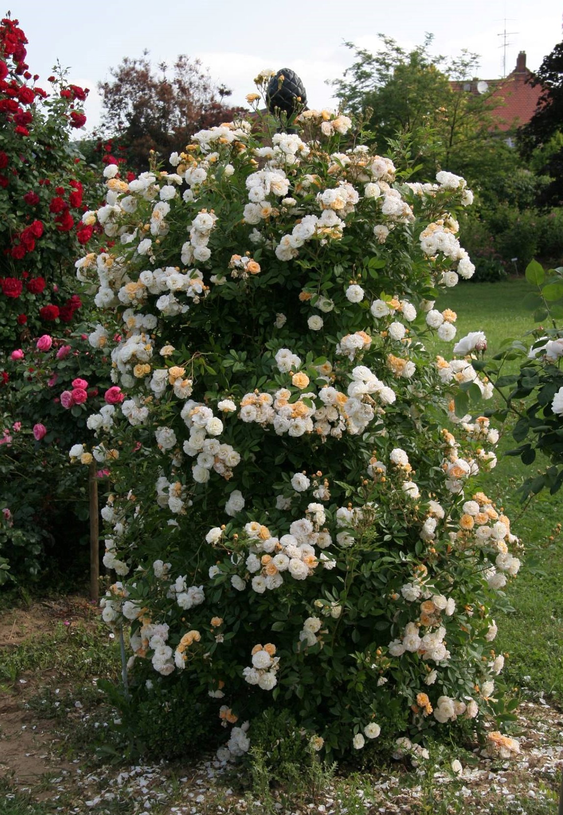 Classic Garden Elements - Die Remontant-Rose 'Enfant de France' ist gut ...