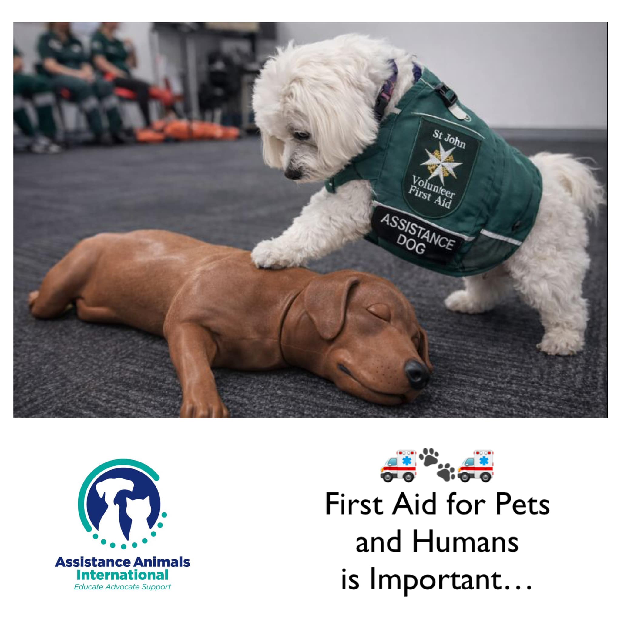 Assistance Animals International - AAI