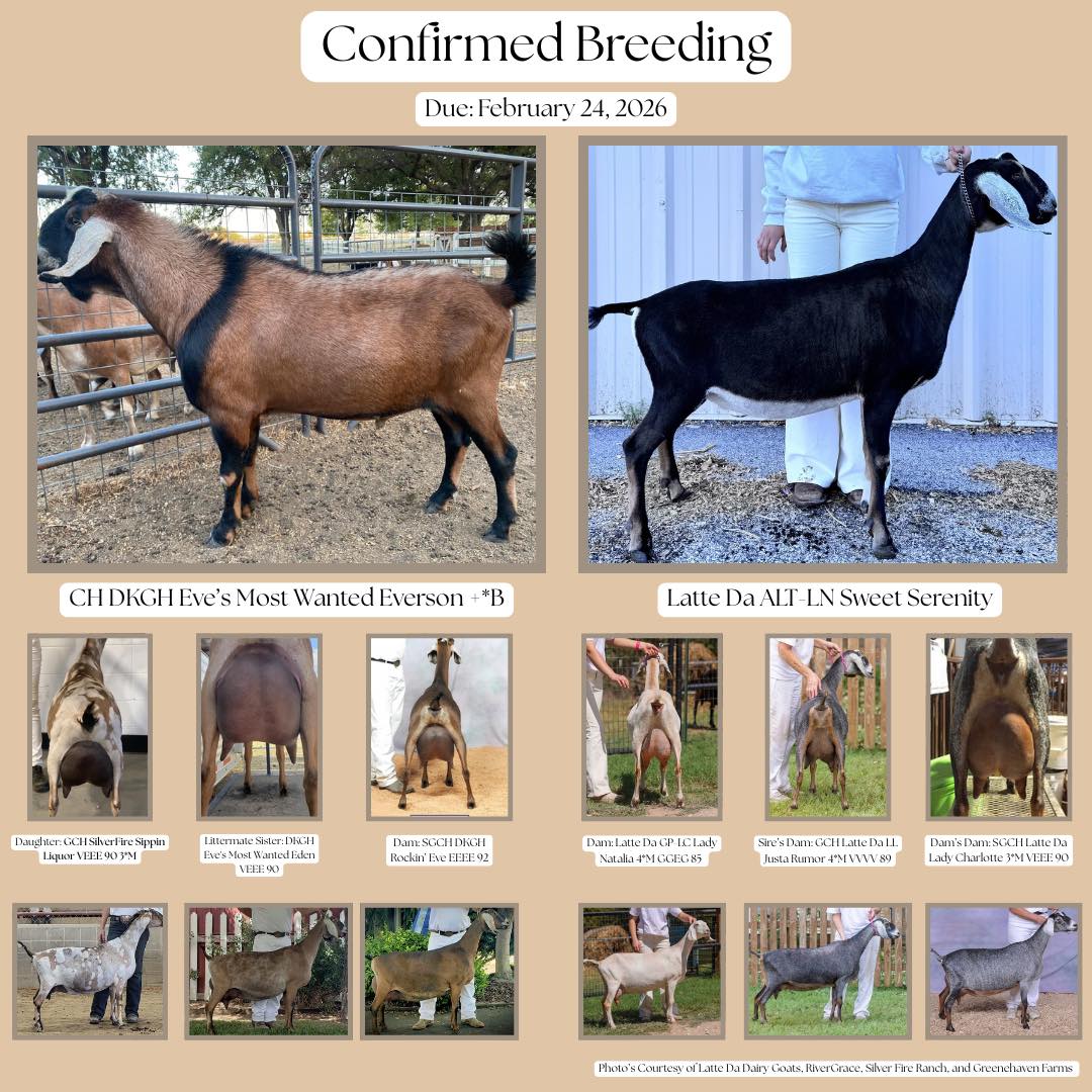 HH Farm & Ranch - Confirmed Breeding! Ashlyn’s very... | Facebook
