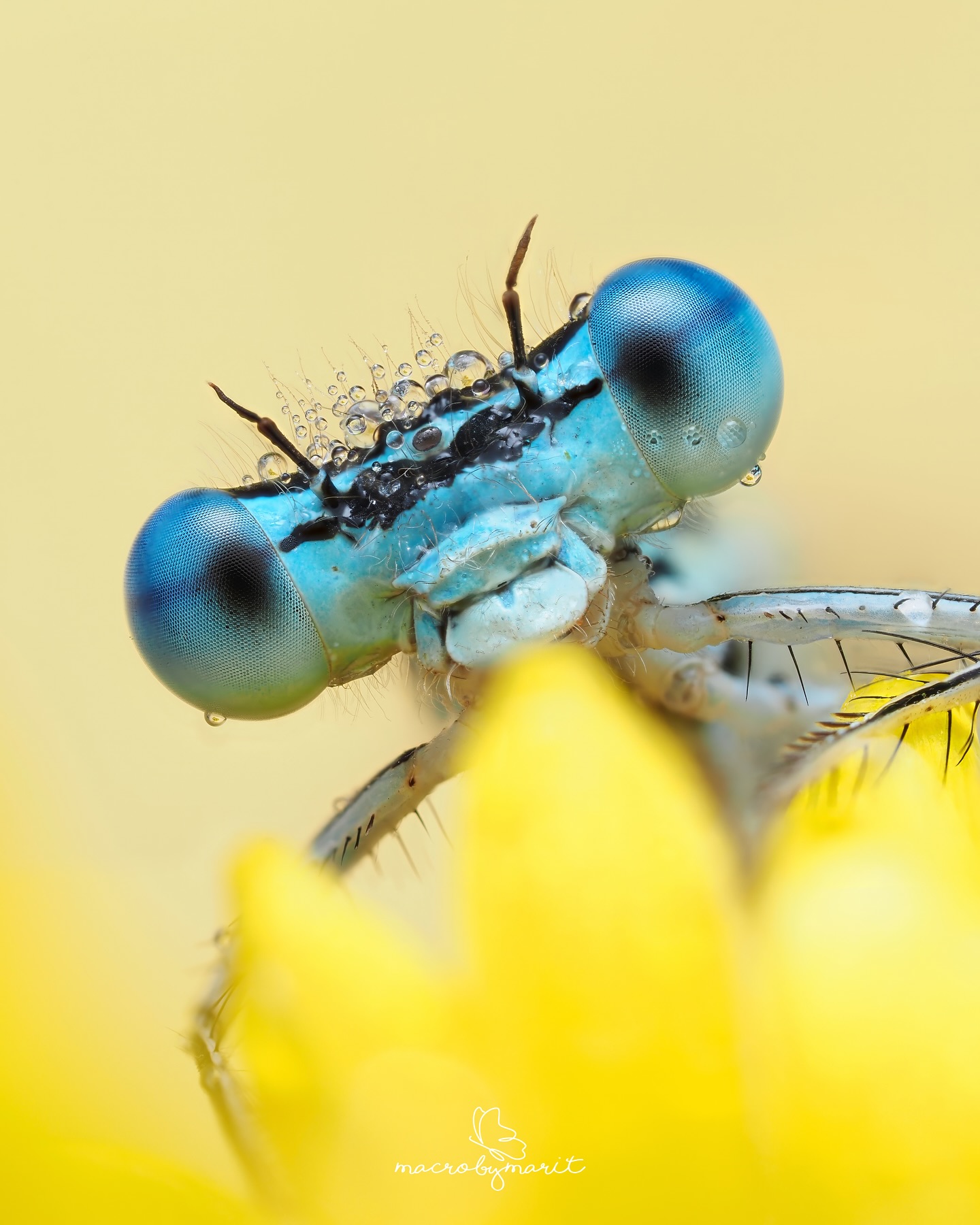 Macro By Marit - Macro By Marit added a new photo.