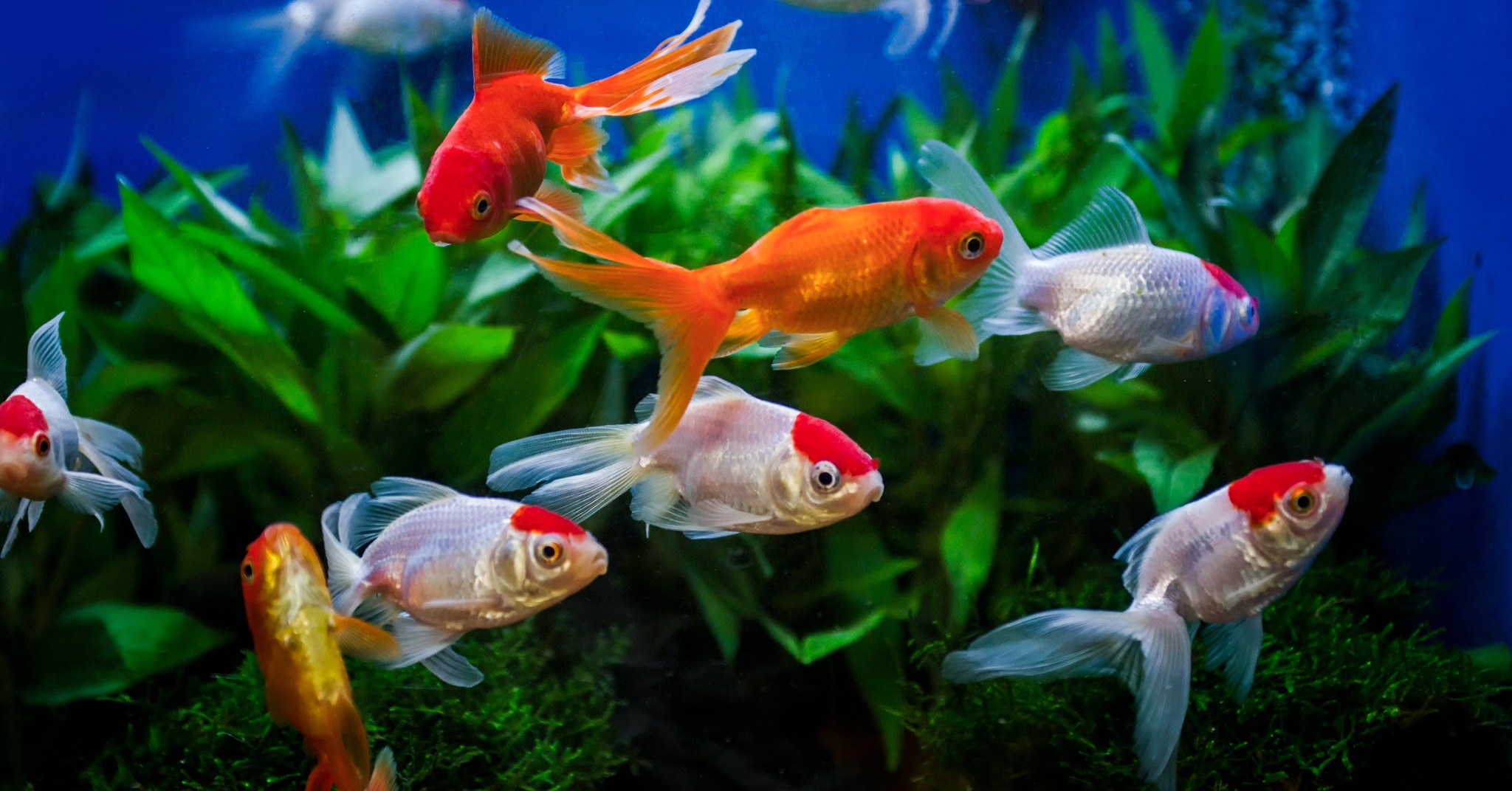 APPA's 2024... - The American Pet Products Association (APPA)