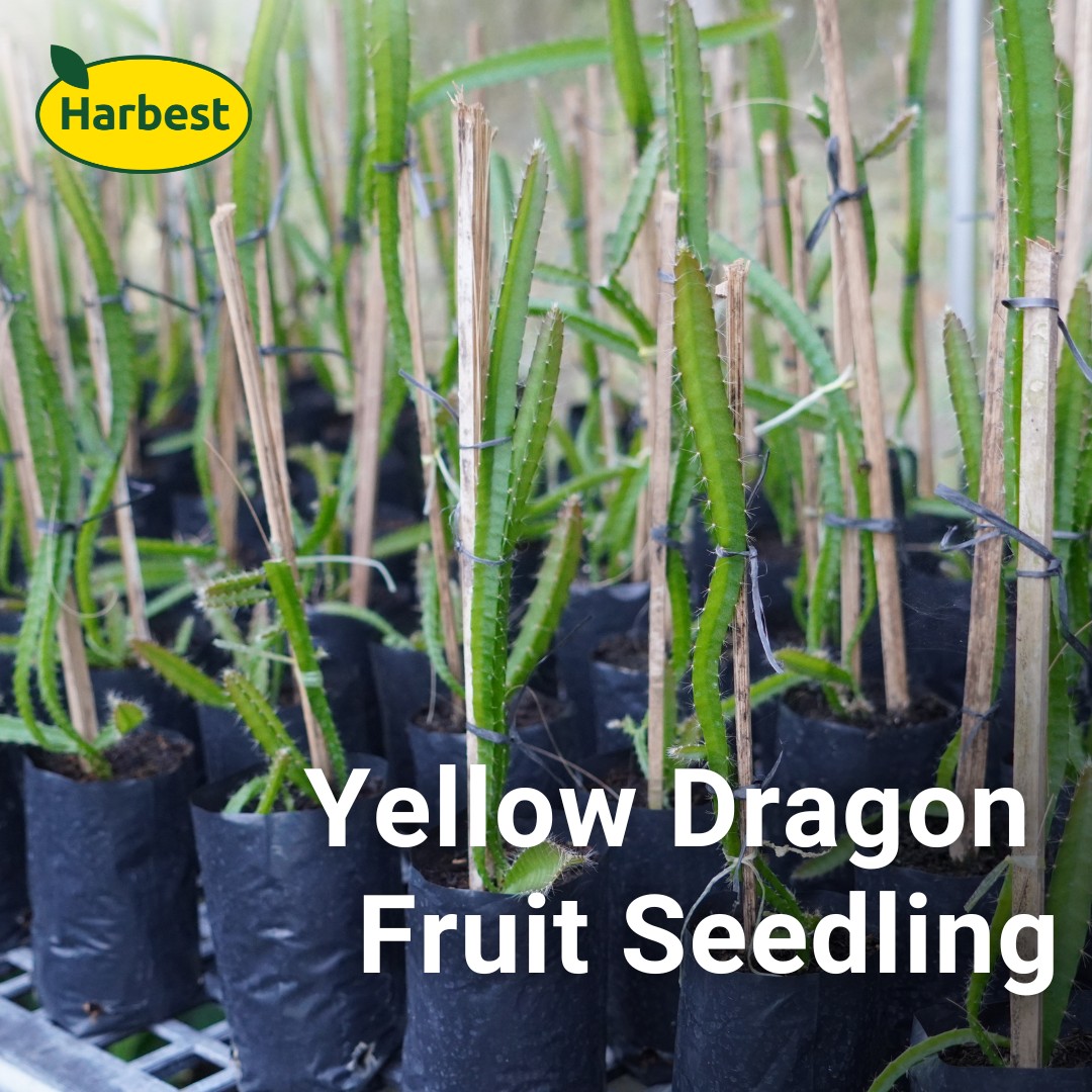 Harbest - Our Yellow Dragon Fruit Seedling is available at Harbest ...