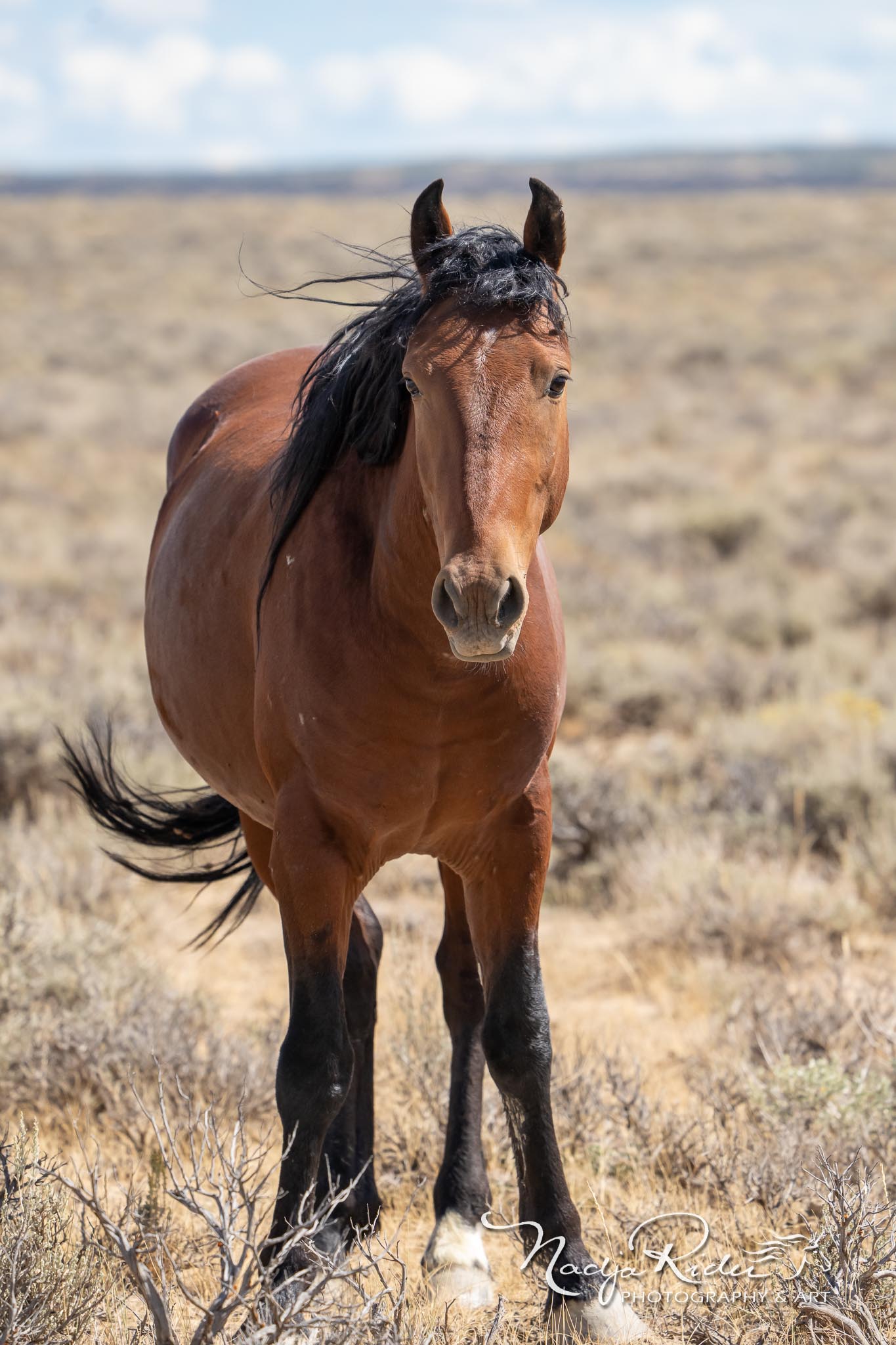 Wild horse born in 2022