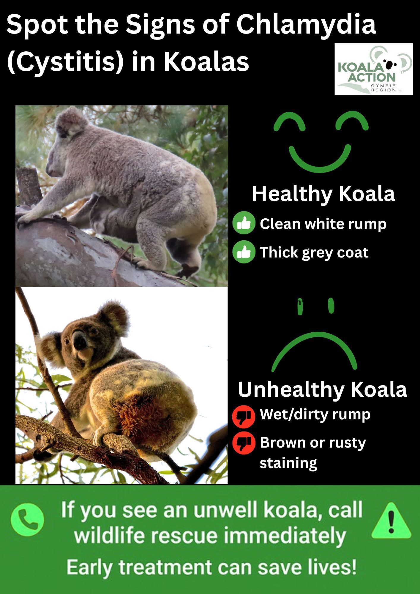 Koala Action Gympie Region... - Koala Action Gympie Region