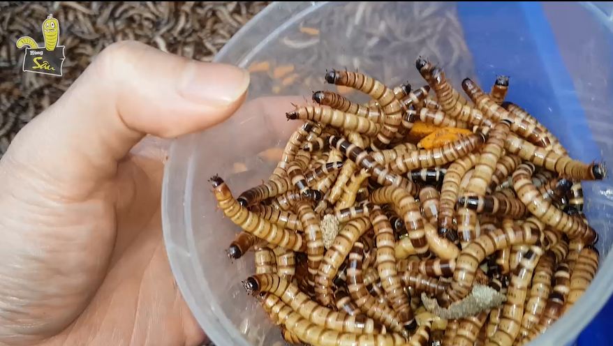 Sâu Rồng,... - Sâu Rồng, Sâu Quy, Sâu Giống Hà Nội - HÙNG SÂU