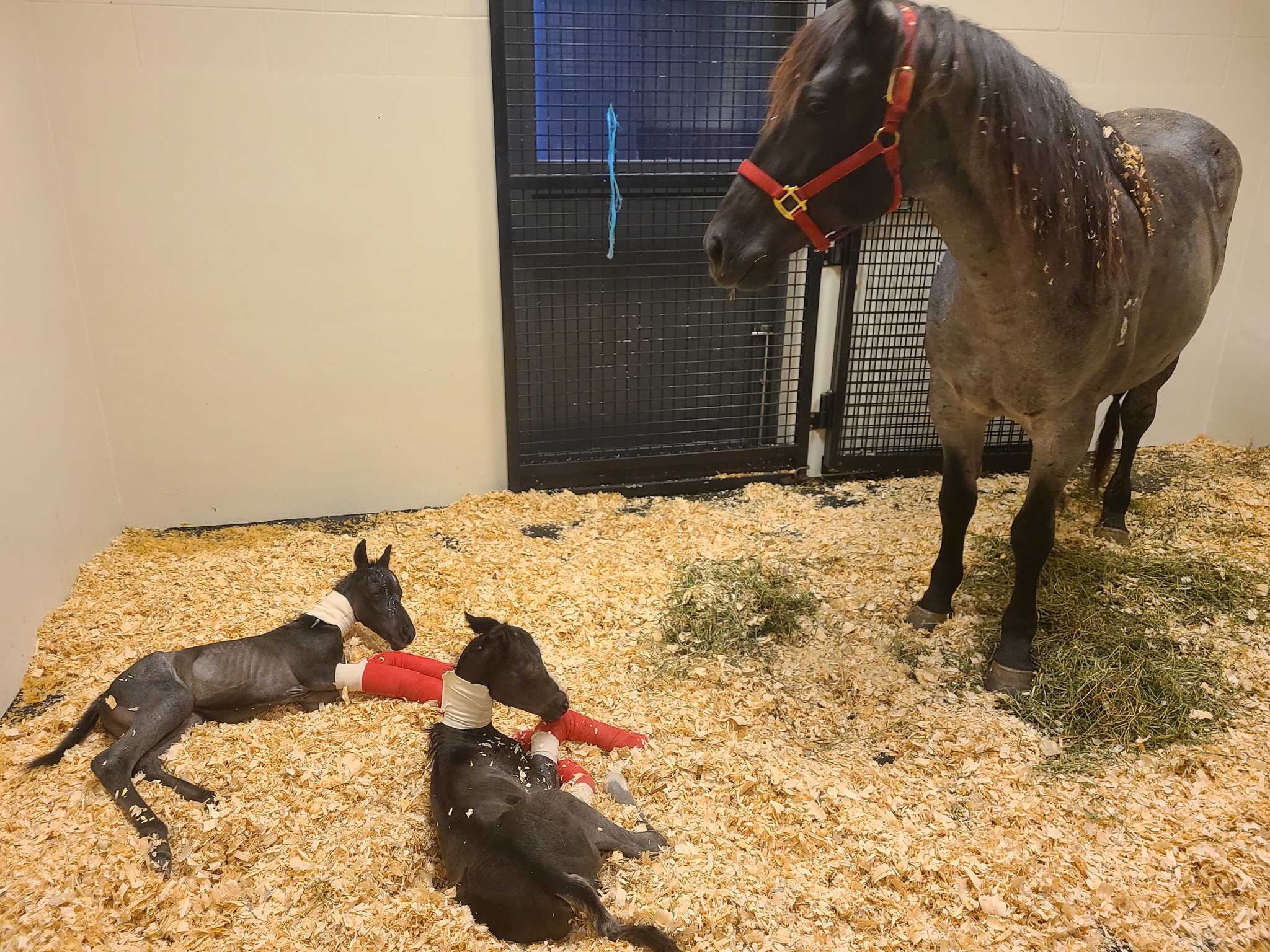 Ranch One Eleven Equine Medical Boarding | Colbert GA