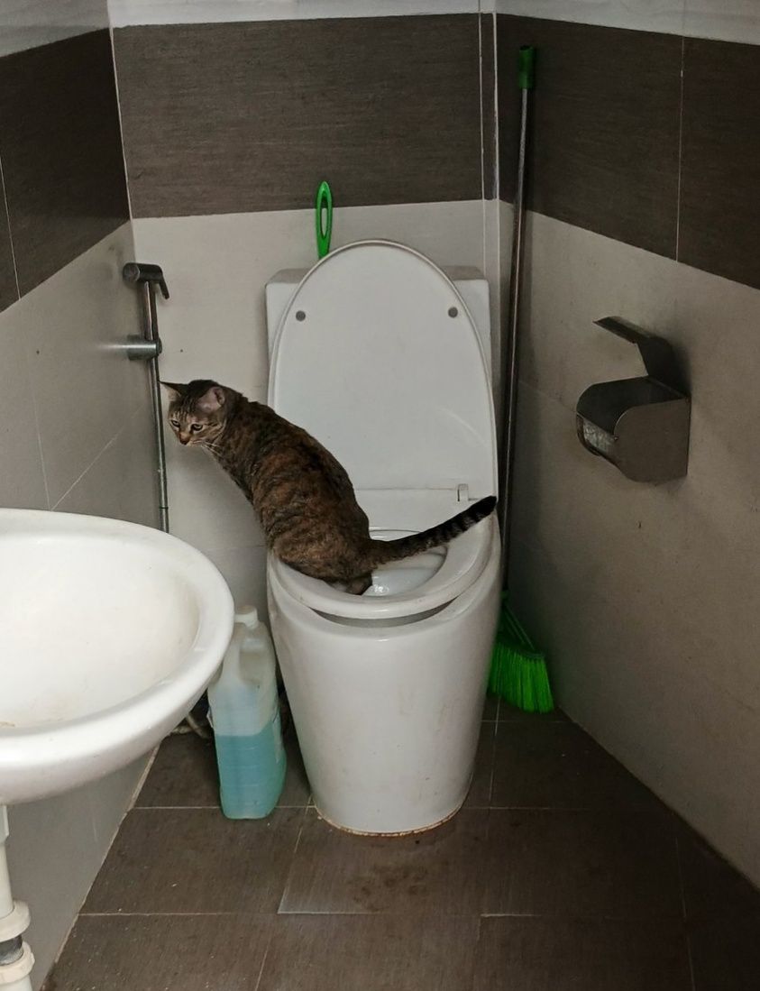 Đảo Mèo | Ấu là shock khi thấy e mèo nhà đi wc trong bồn cầu | Facebook