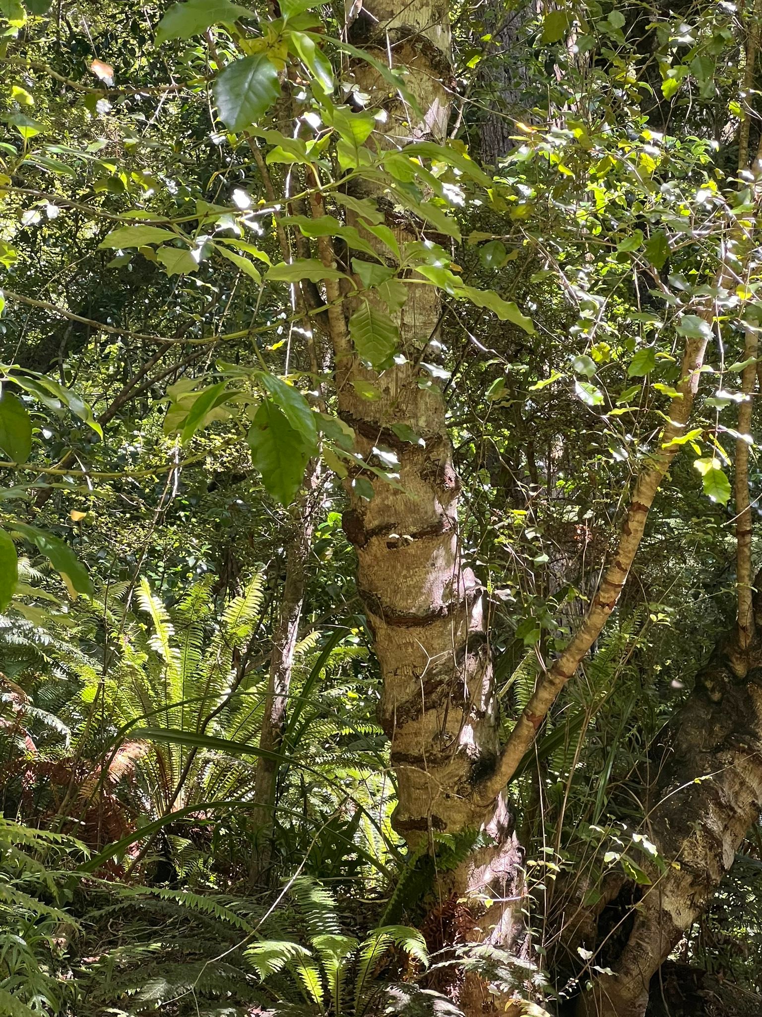 Days - Remember that parrot called the kaka I posted about in our last ...